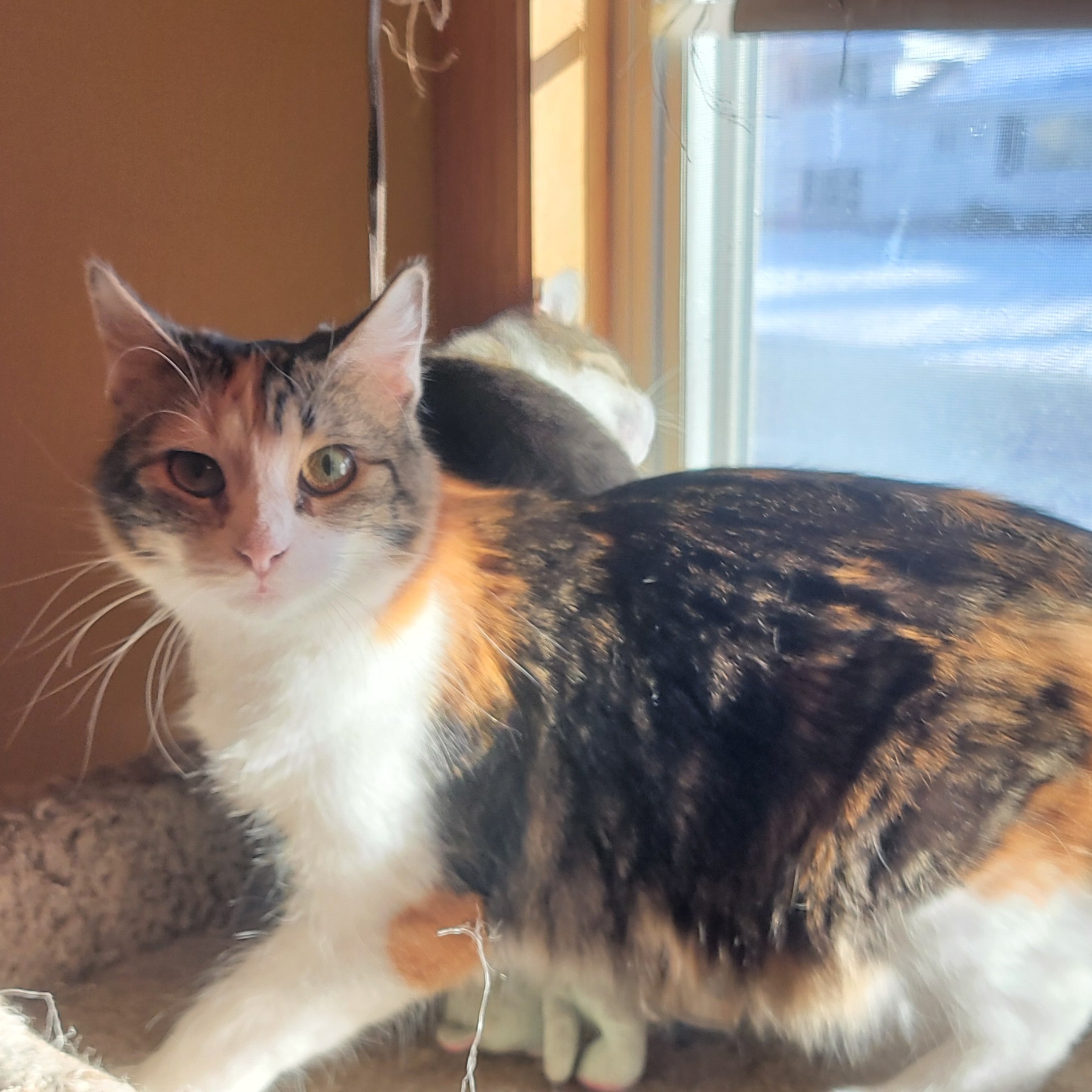 Enlarge Snickerdoodle, a Adopted Domestic Medium Hair in Anoka, MN image 1/3