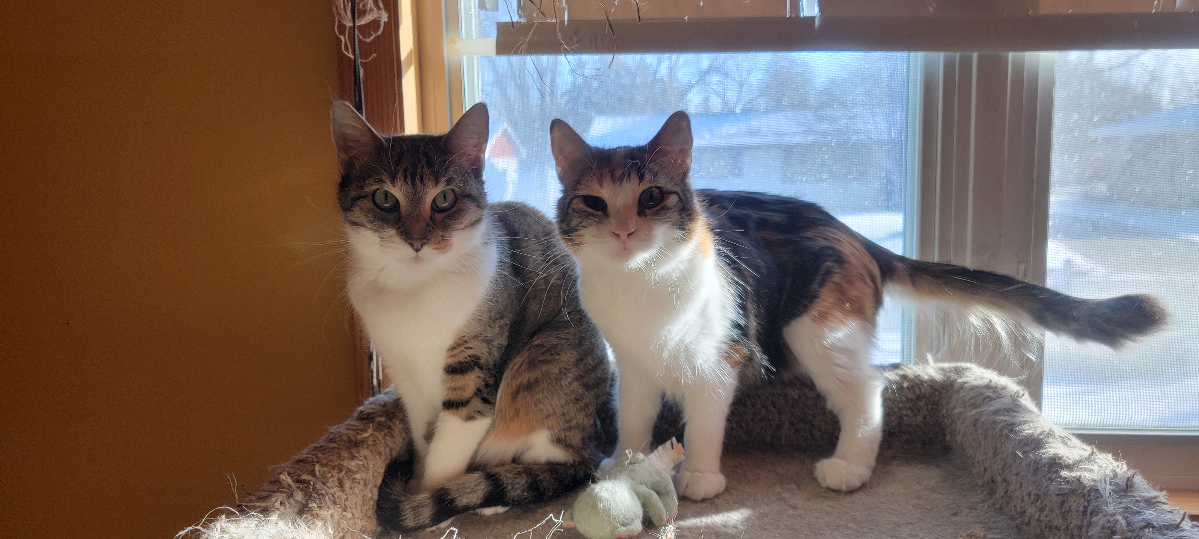 Enlarge Snickerdoodle, a Adopted Domestic Medium Hair in Anoka, MN image 3/3