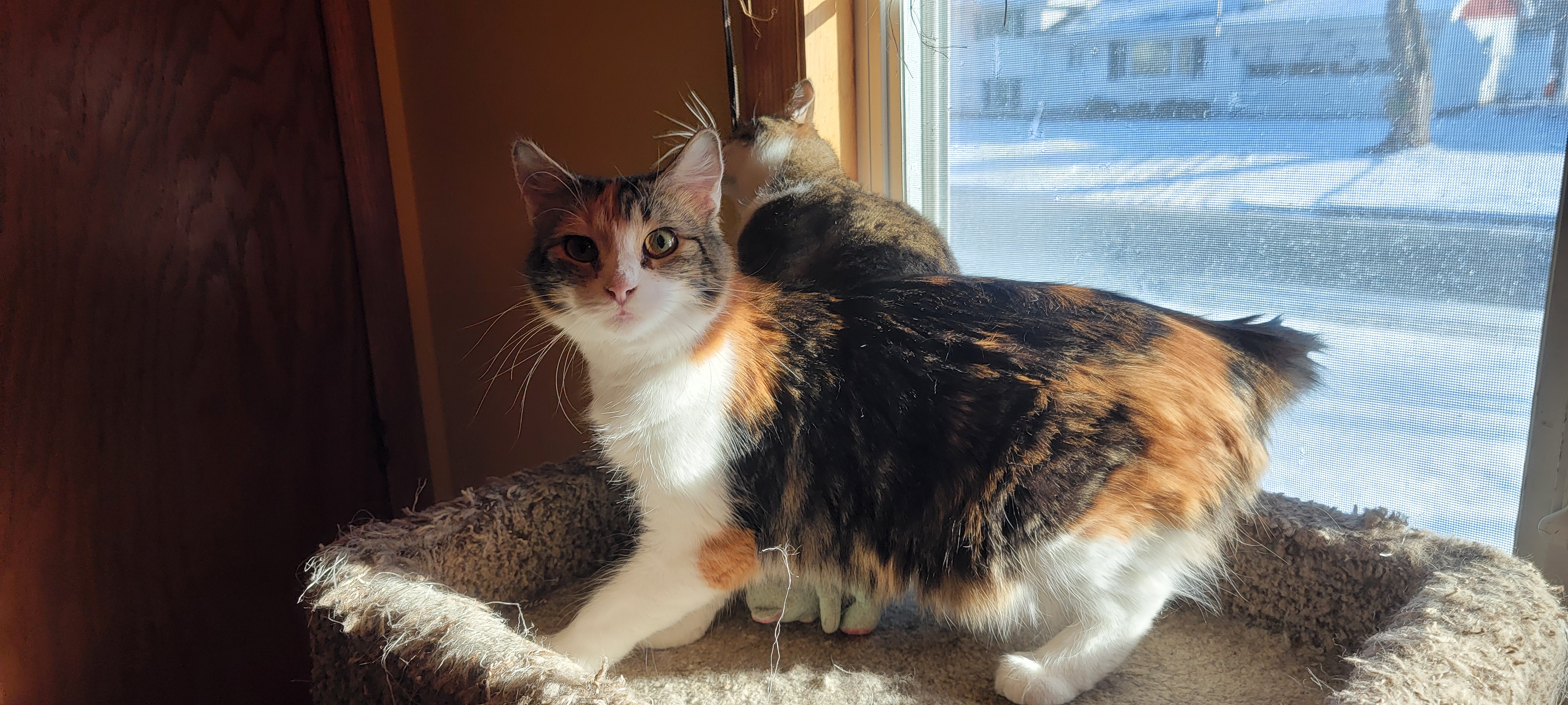 Enlarge Snickerdoodle, a Adopted Domestic Medium Hair in Anoka, MN image 2/3