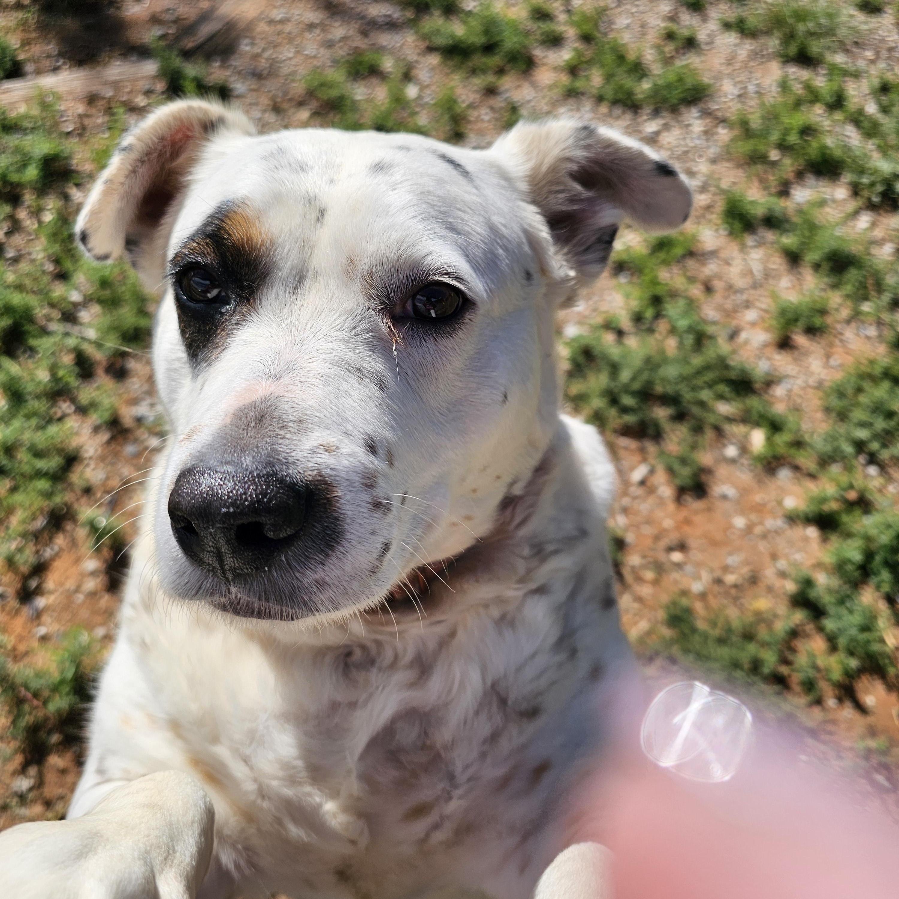 Enlarge Jude aka JUJU, Judith, Judy, a Adoptable mixed breed in Clovis, NM image 5/5