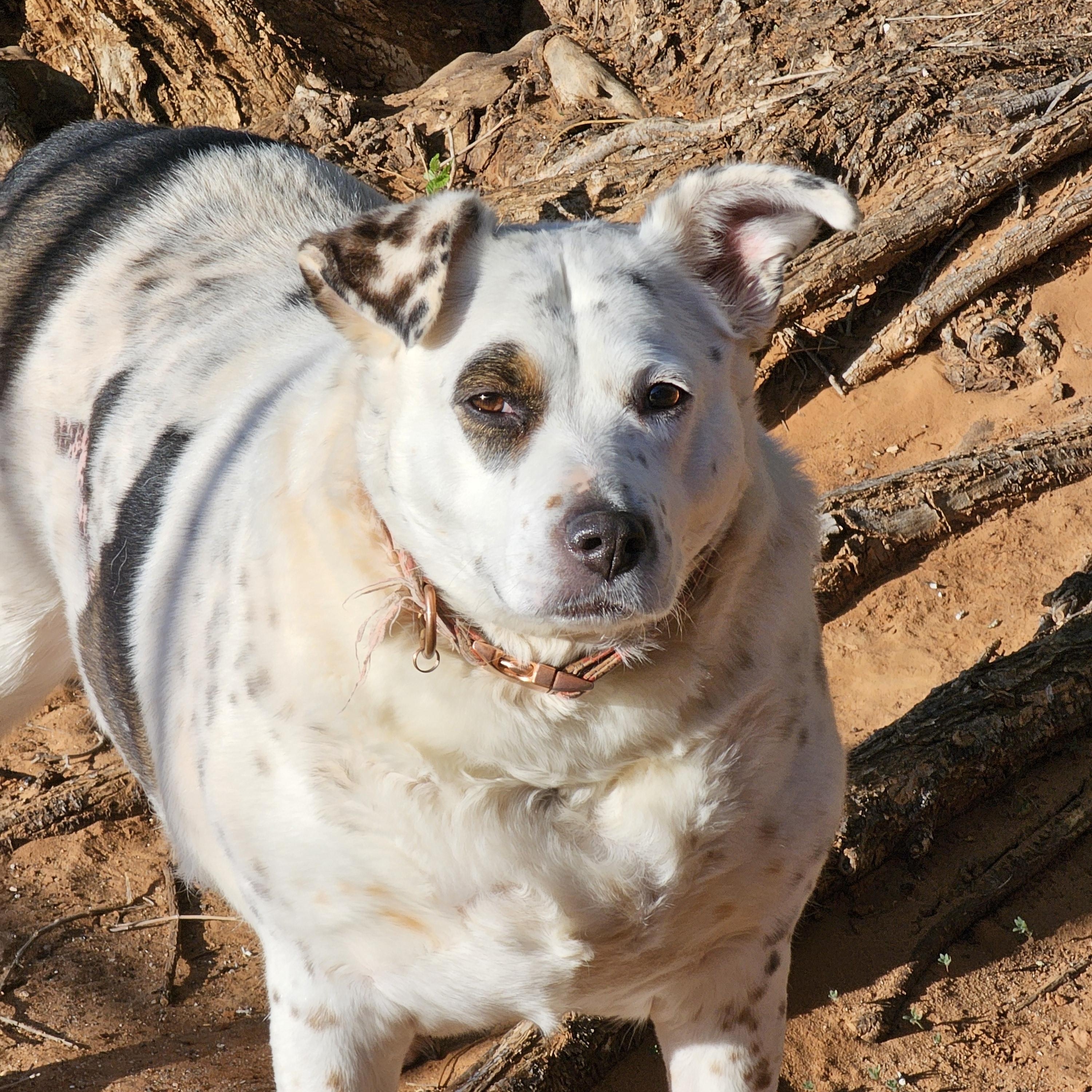 Jude aka JUJU, a Adoptable mixed breed in Clovis, NM image 3/3