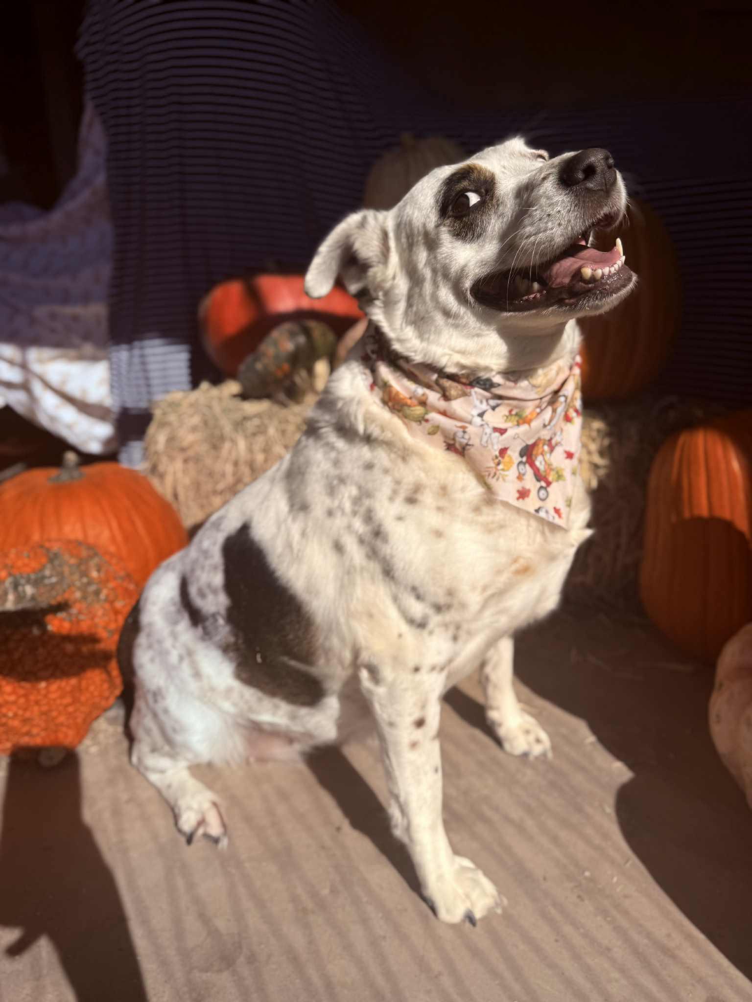 Enlarge Jude aka JUJU, a Adoptable mixed breed in Clovis, NM image 2/3