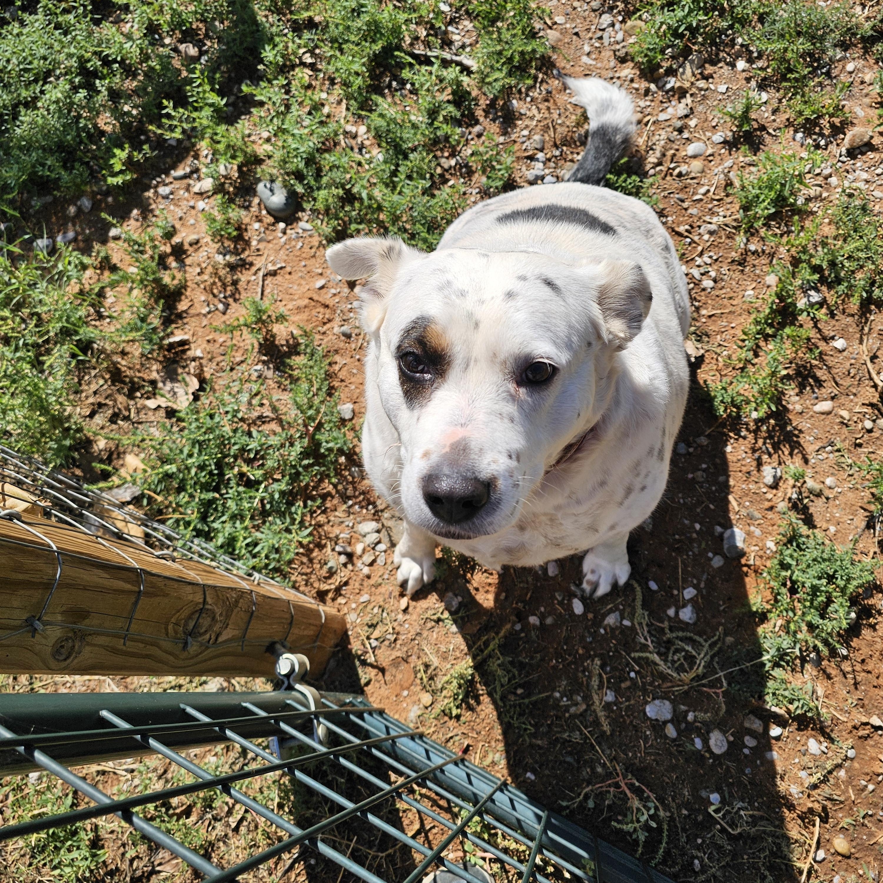 Enlarge Jude aka JUJU, Judith, Judy, a Adoptable mixed breed in Clovis, NM image 4/5