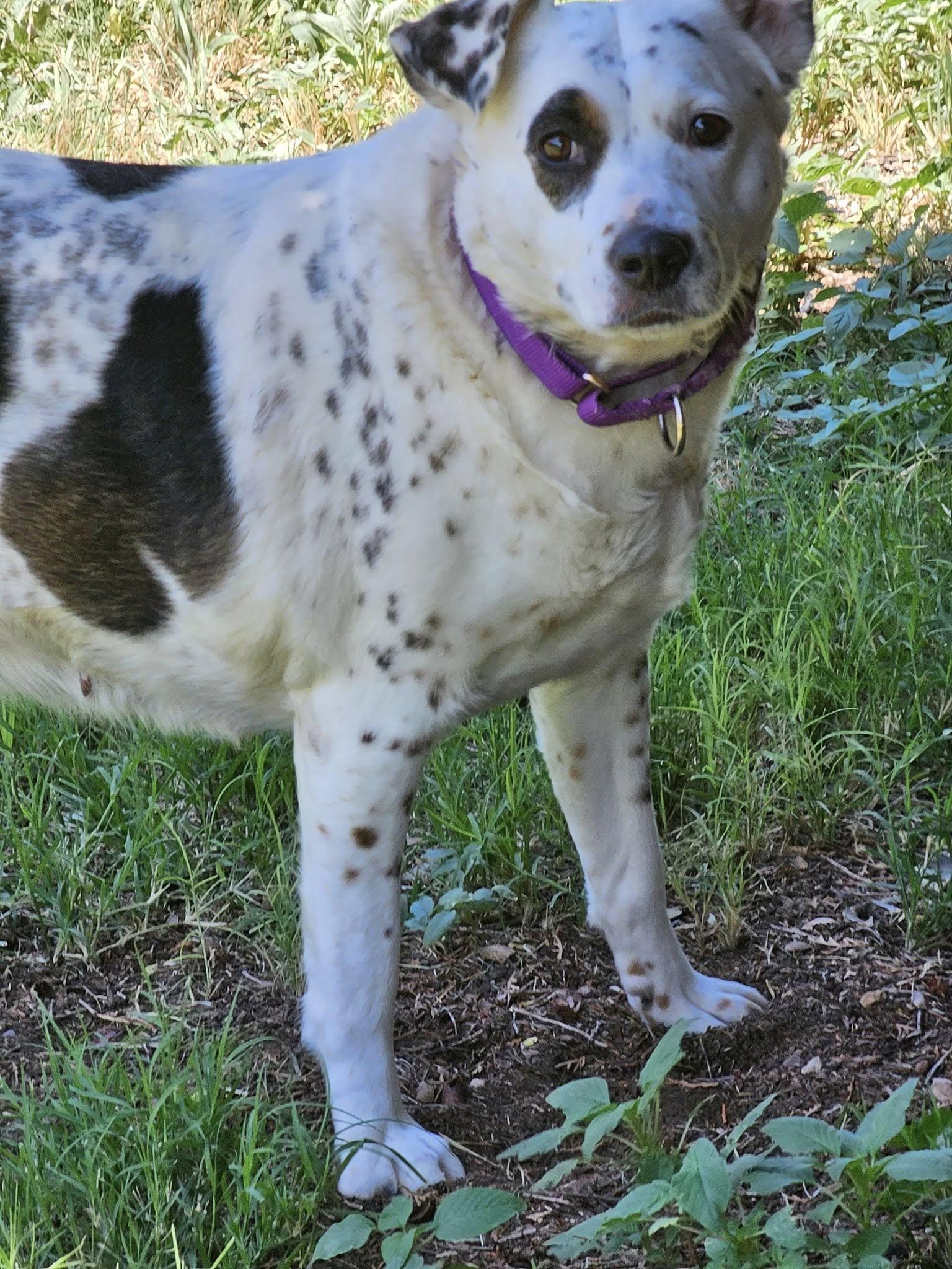 Enlarge Jude aka JUJU, a Adoptable mixed breed in Clovis, NM image 3/3