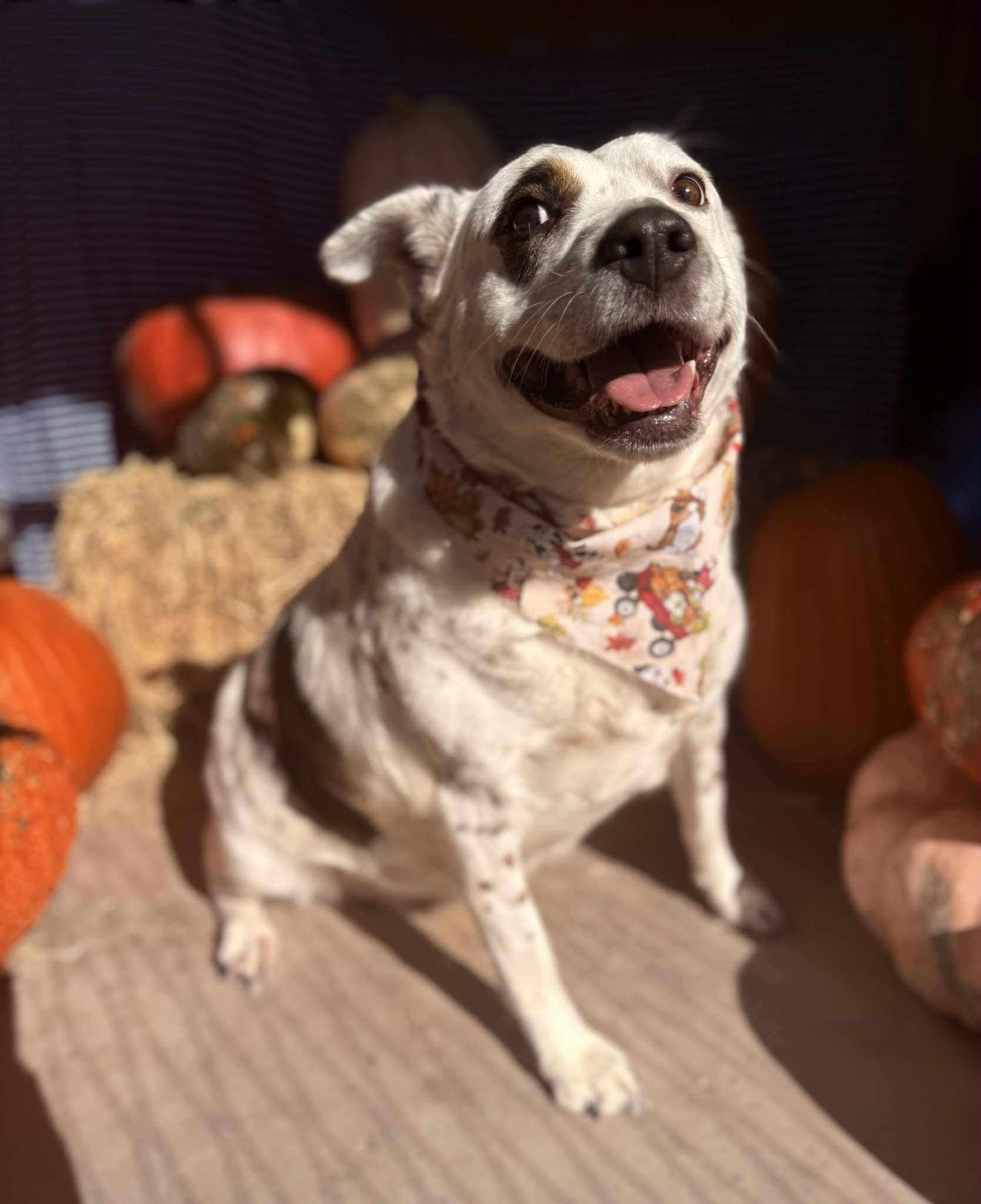 Jude aka JUJU, Adoptable, Adult Female Cattle Dog & Australian Cattle Dog / Blue Heeler.