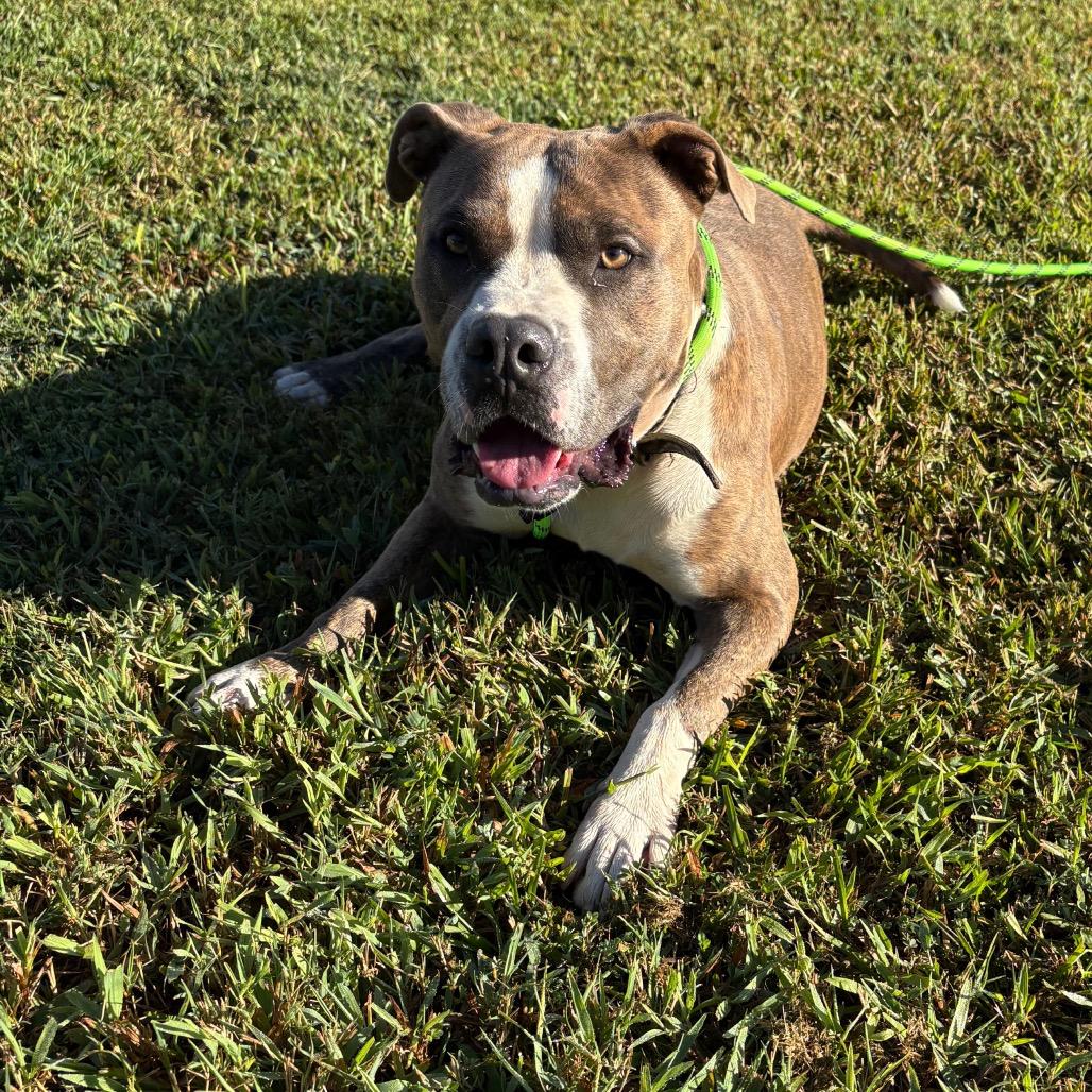 Hugo, Adoptable, Adult Male Mixed Breed.