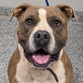 Enlarge Hugo, a Adoptable Mixed Breed in Greenville, SC image 2/6