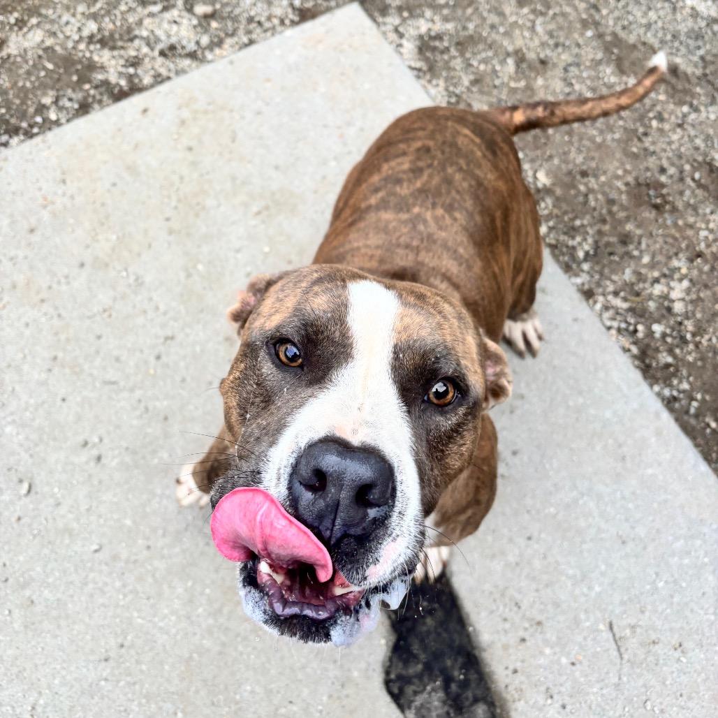 Enlarge Hugo, a Adoptable Mixed Breed in Greenville, SC image 3/6