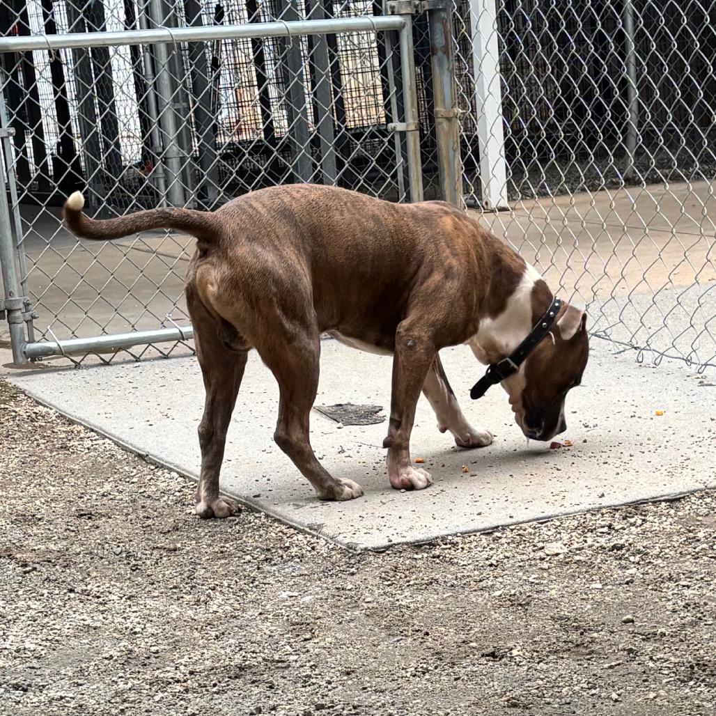 Enlarge Hugo, a Adoptable Mixed Breed in Greenville, SC image 4/6