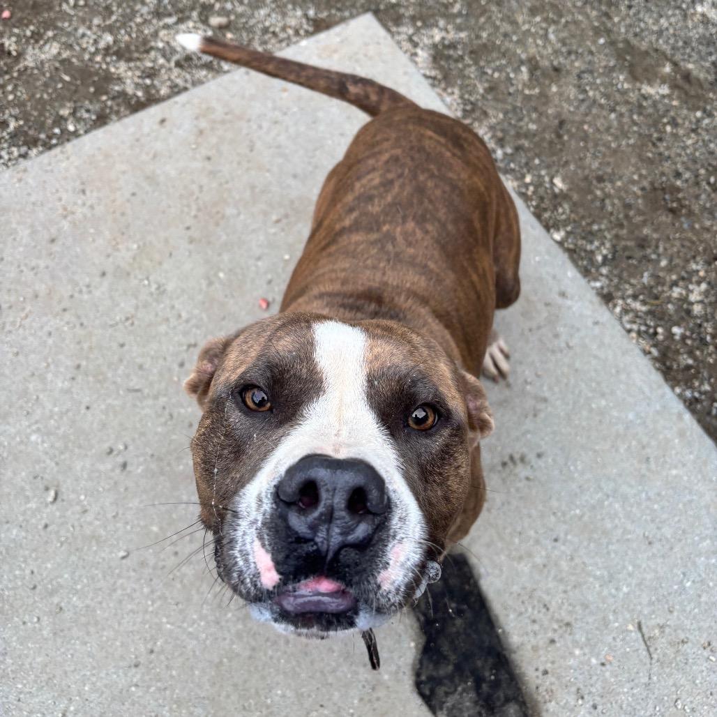 Enlarge Hugo, a Adoptable Mixed Breed in Greenville, SC image 5/6