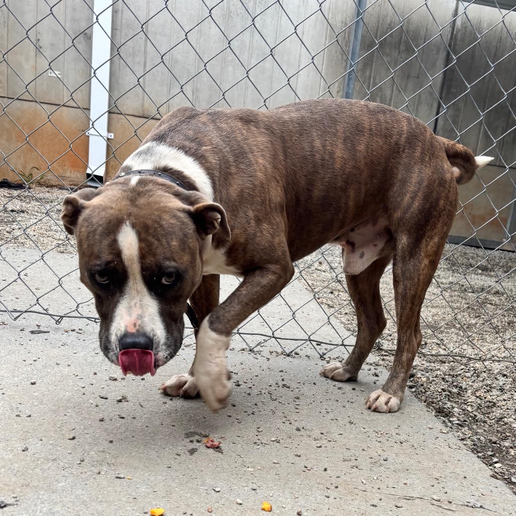 Enlarge Hugo, a Adoptable Mixed Breed in Greenville, SC image 6/6