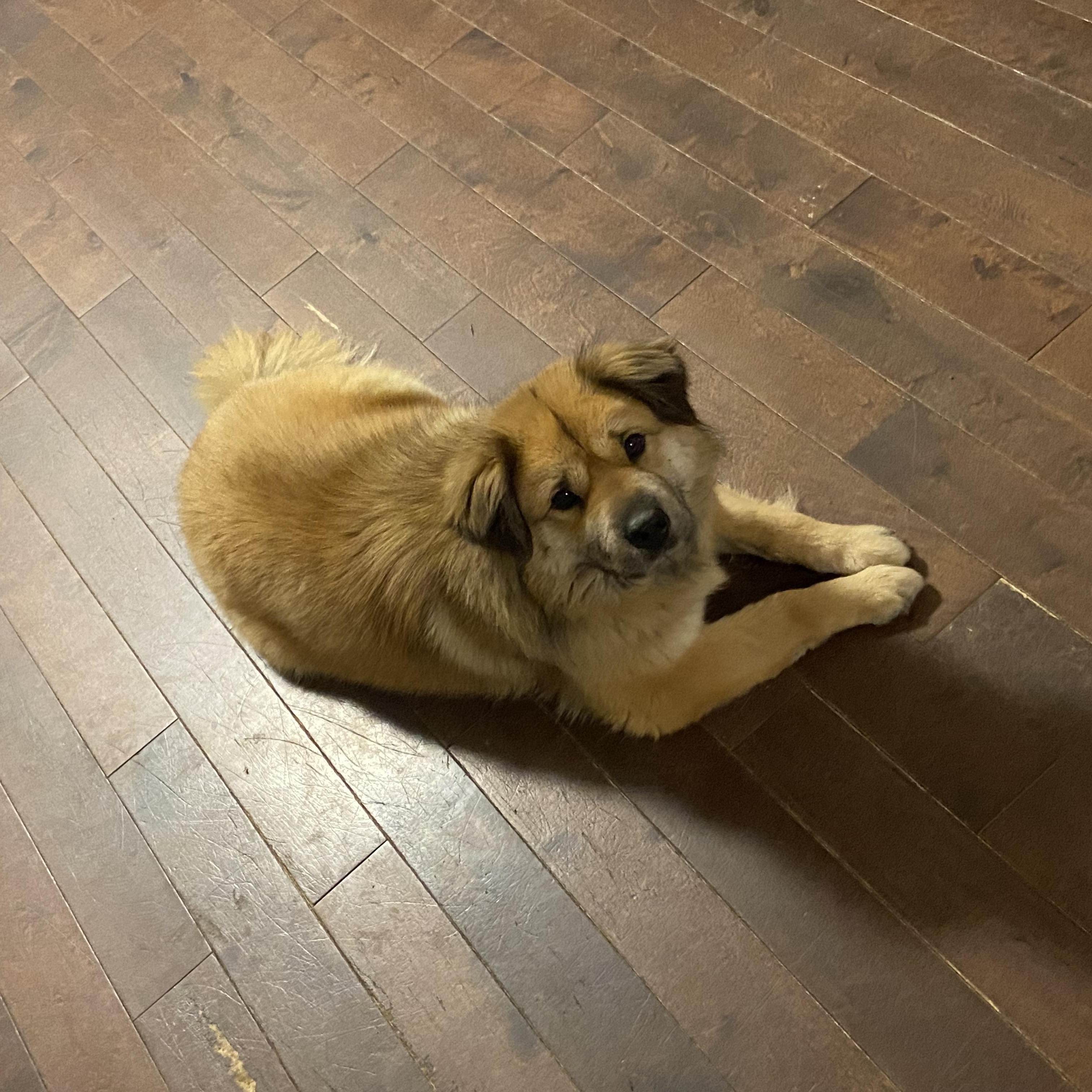 Lulu, ADOPTABLE, Adult Female Chow Chow.