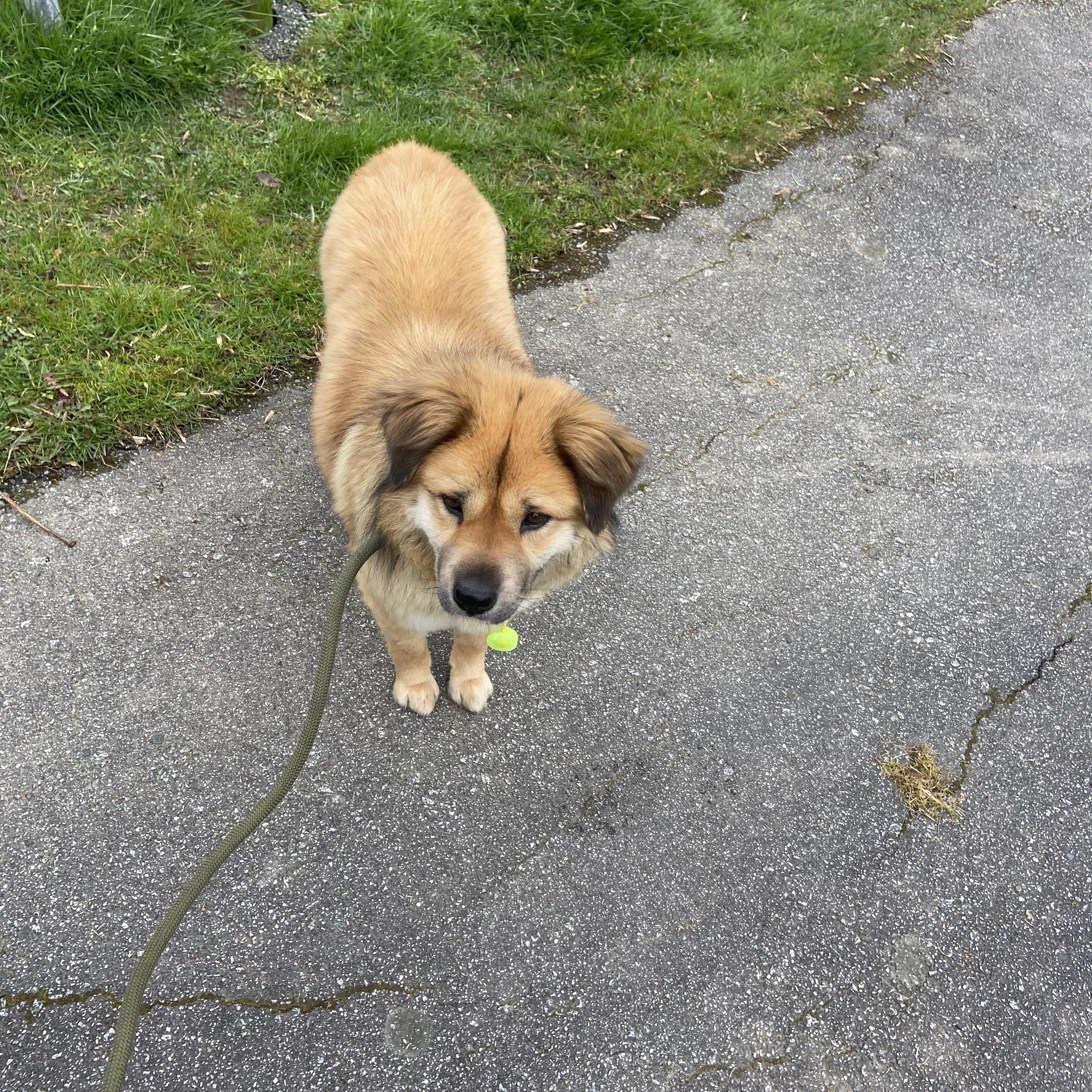 Enlarge Lulu, a ADOPTABLE mixed breed in Surrey, BC image 3/5