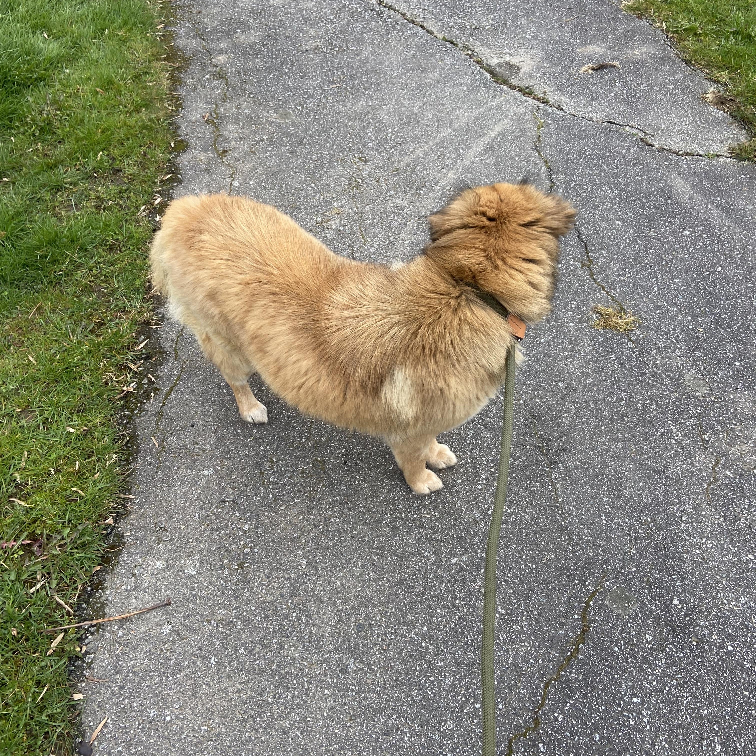 Enlarge Lulu, a ADOPTABLE mixed breed in Surrey, BC image 4/5