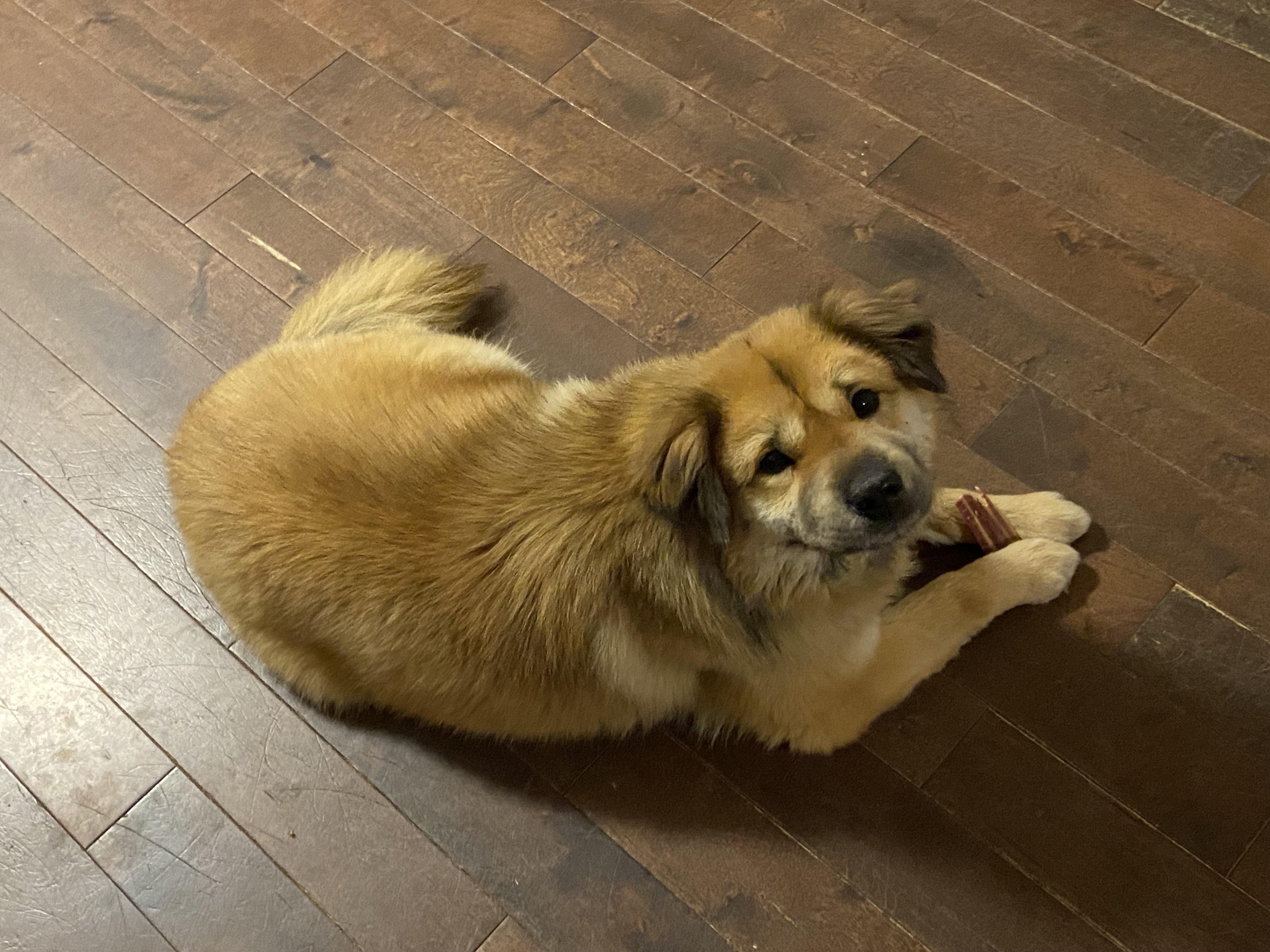 Enlarge Lulu, a ADOPTABLE mixed breed in Surrey, BC image 2/5