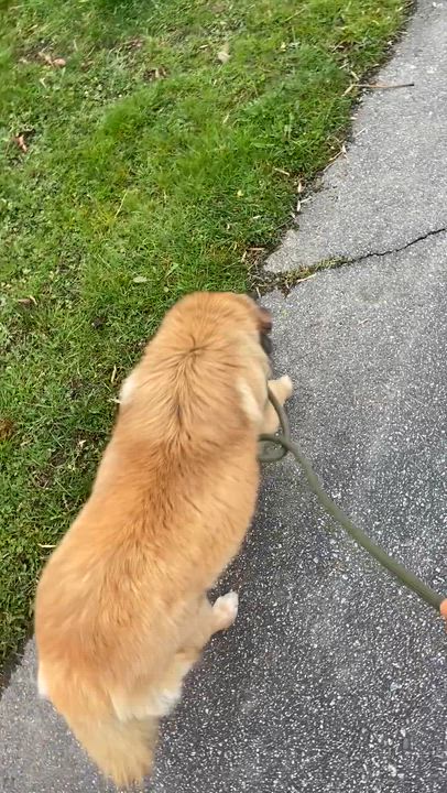 Enlarge Lulu, a ADOPTABLE mixed breed in Surrey, BC video 5/5