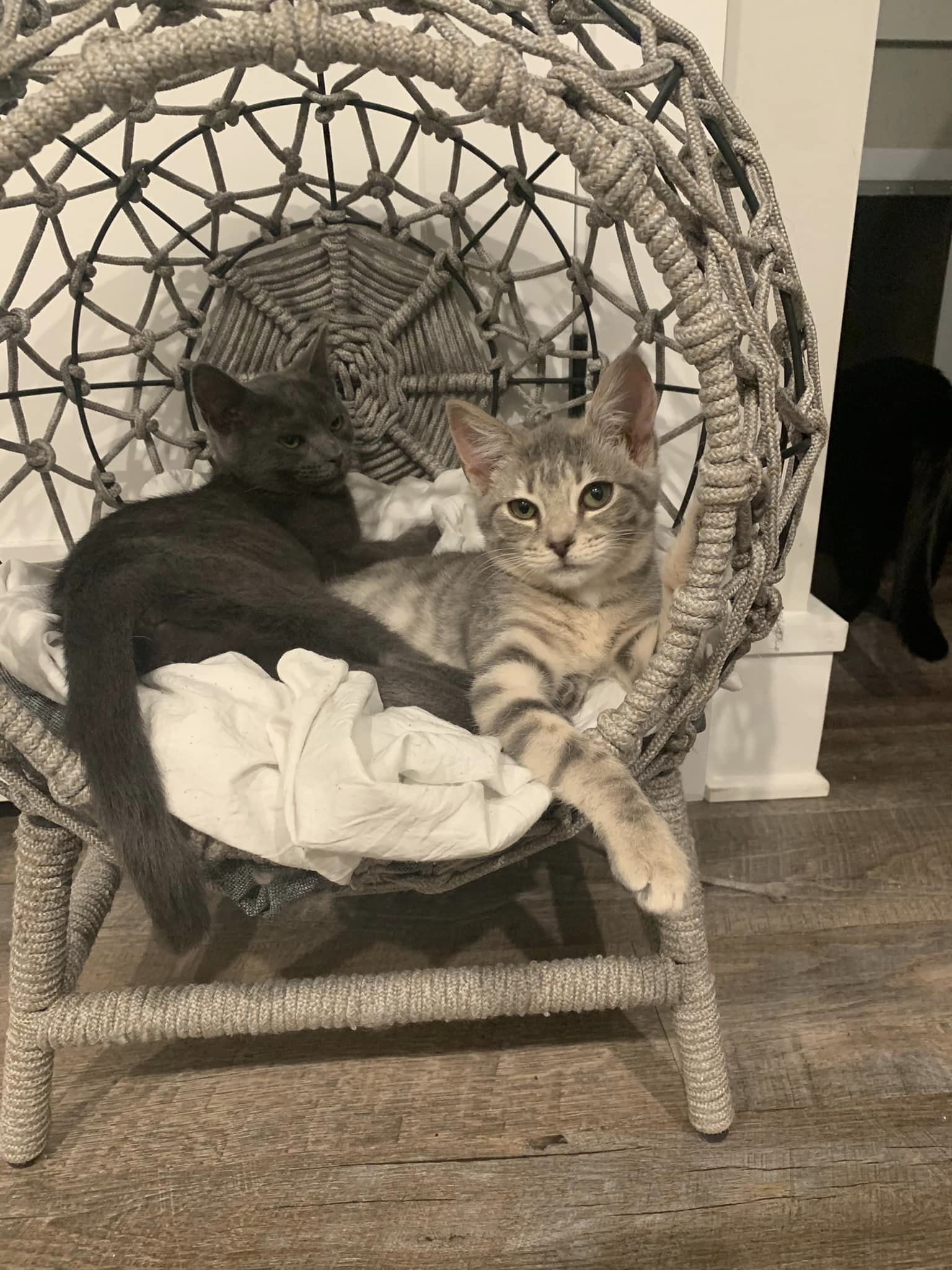 Enlarge Queen Lillian Shrek and Princess Fiona Shrek , a Adopted Domestic Short Hair in Fredericksburg, VA image 1/2