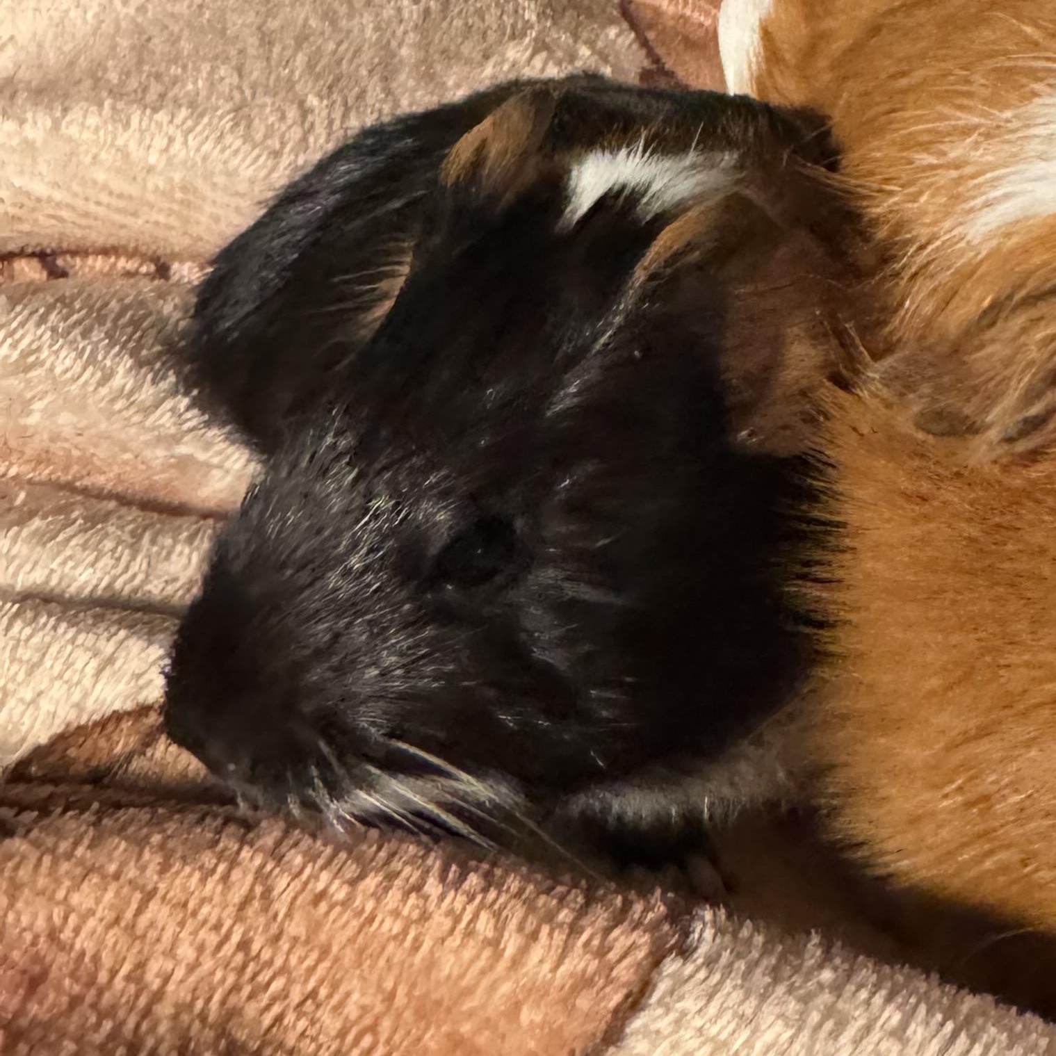 Bam Bam, adopted, Baby Male Guinea Pig.