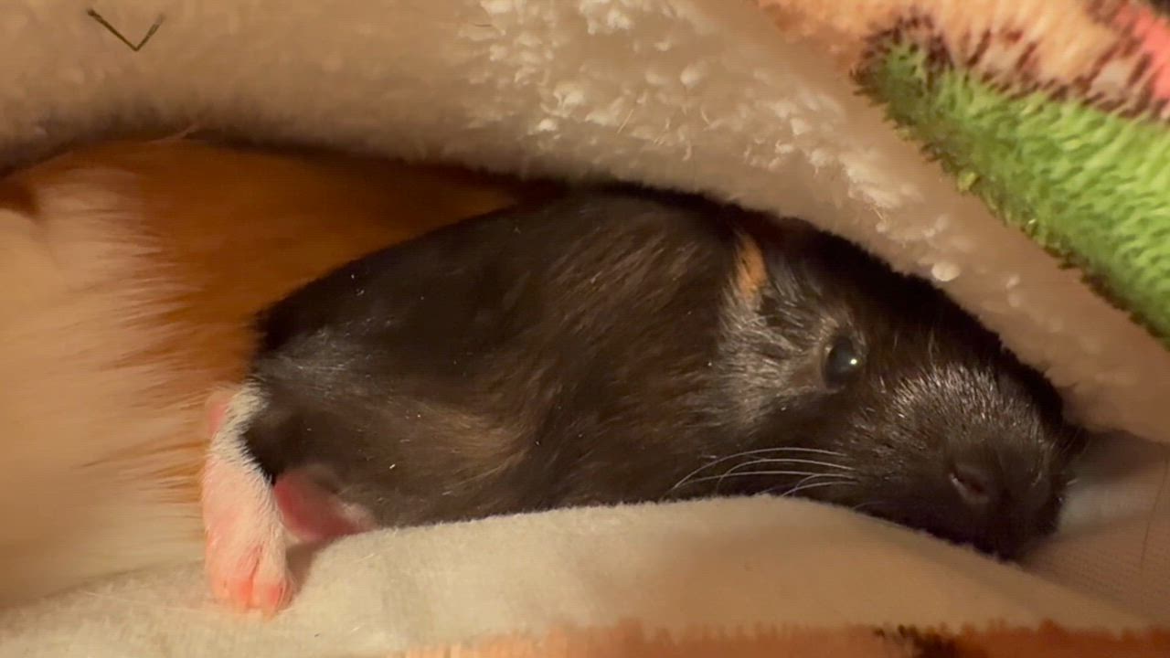 Enlarge Bam Bam, an adopted Guinea Pig in Walnut Grove, CA video 2/2