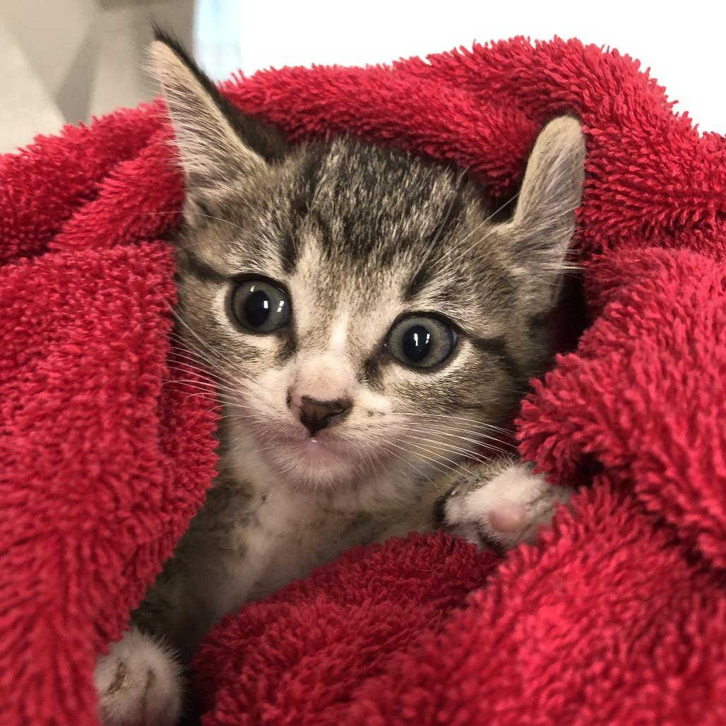 Enlarge Marble, a Adoptable Domestic Short Hair in Oak Park, IL image 1/1