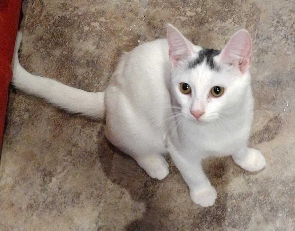 Astrid, Adoptable, Kitten Female Domestic Short Hair.