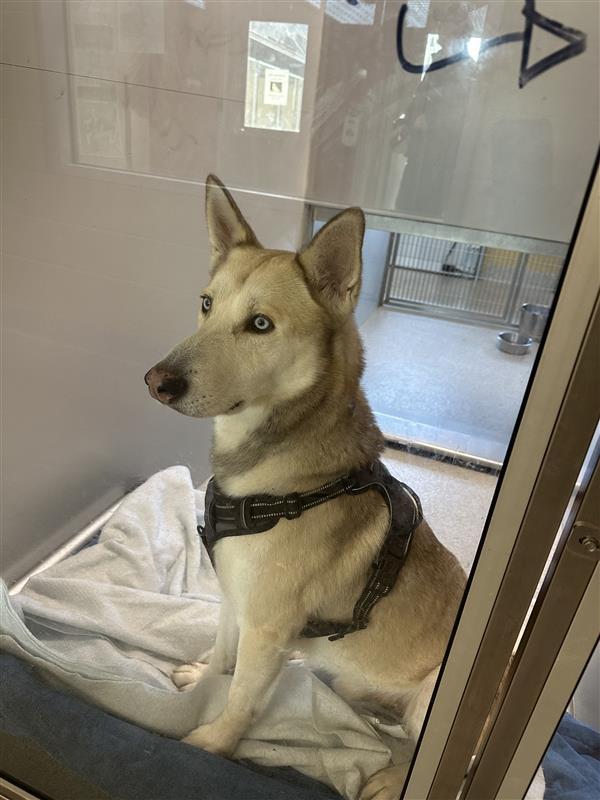 Shoestring, Adoptable, Adult Male Husky.