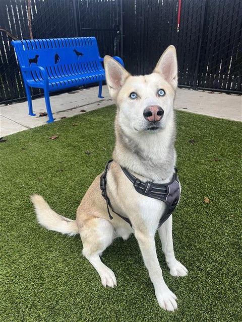 Shoestring, Adoptable, Adult Male Husky.