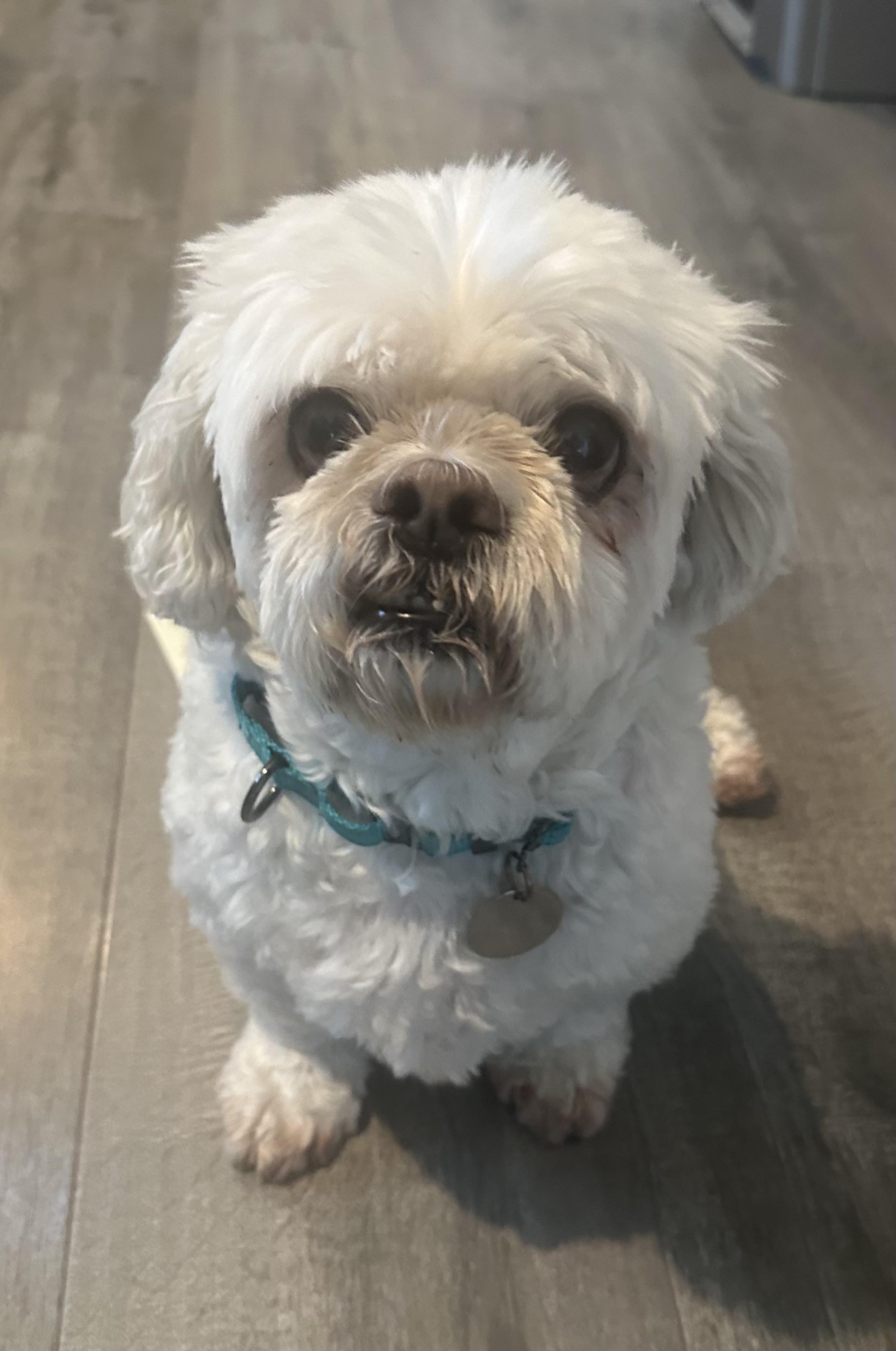 Chubbs, Adoptable, Senior Male Lhasa Apso & Maltese.
