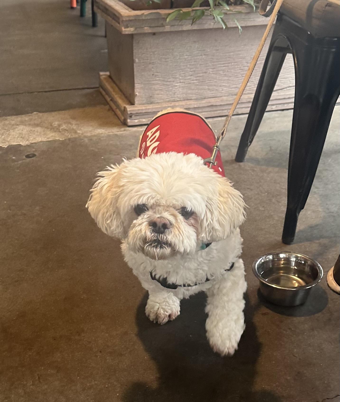 Enlarge Chubbs, a Adoptable mixed breed in Camarillo, CA image 2/5