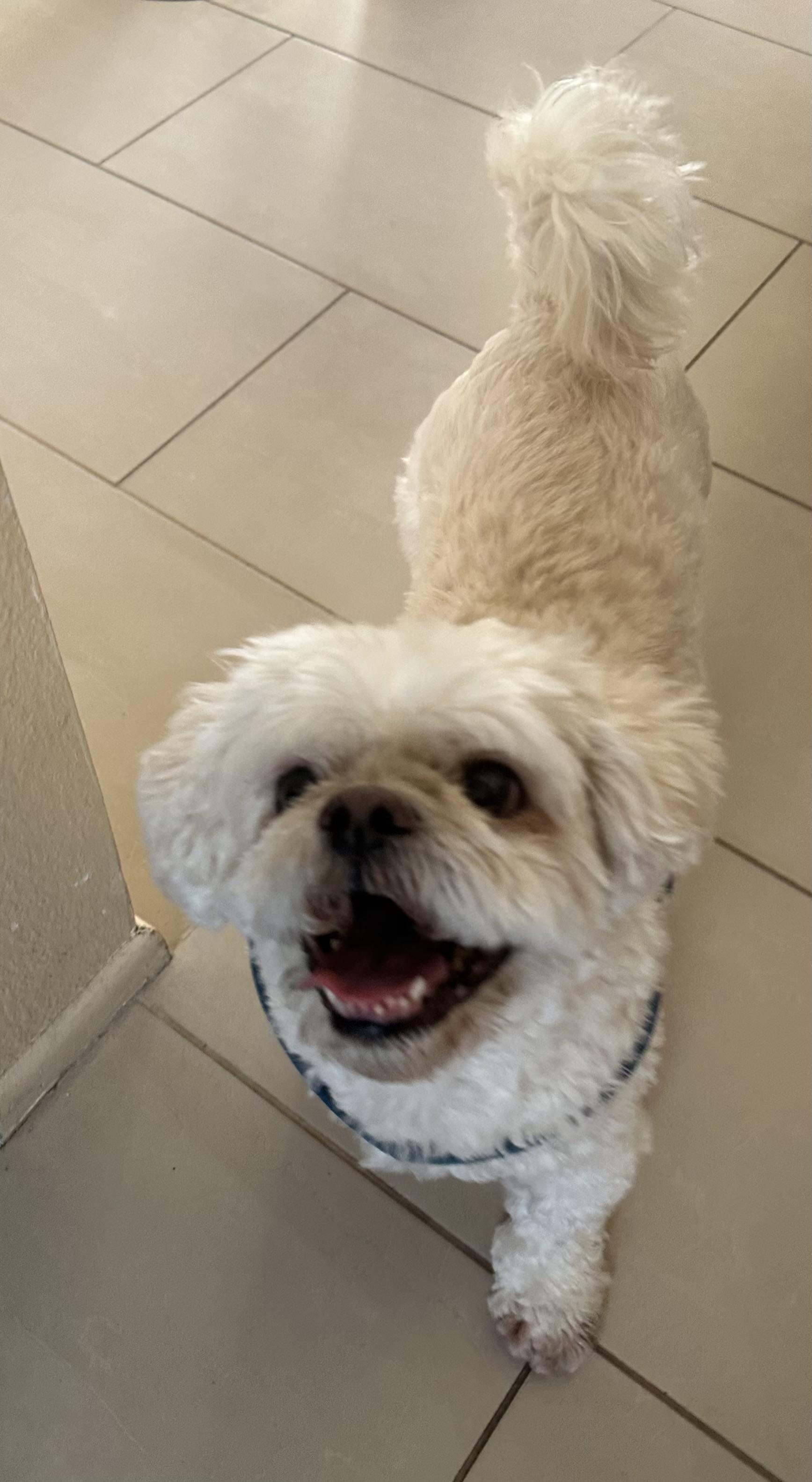 Enlarge Chubbs, a Adoptable mixed breed in Camarillo, CA image 3/5