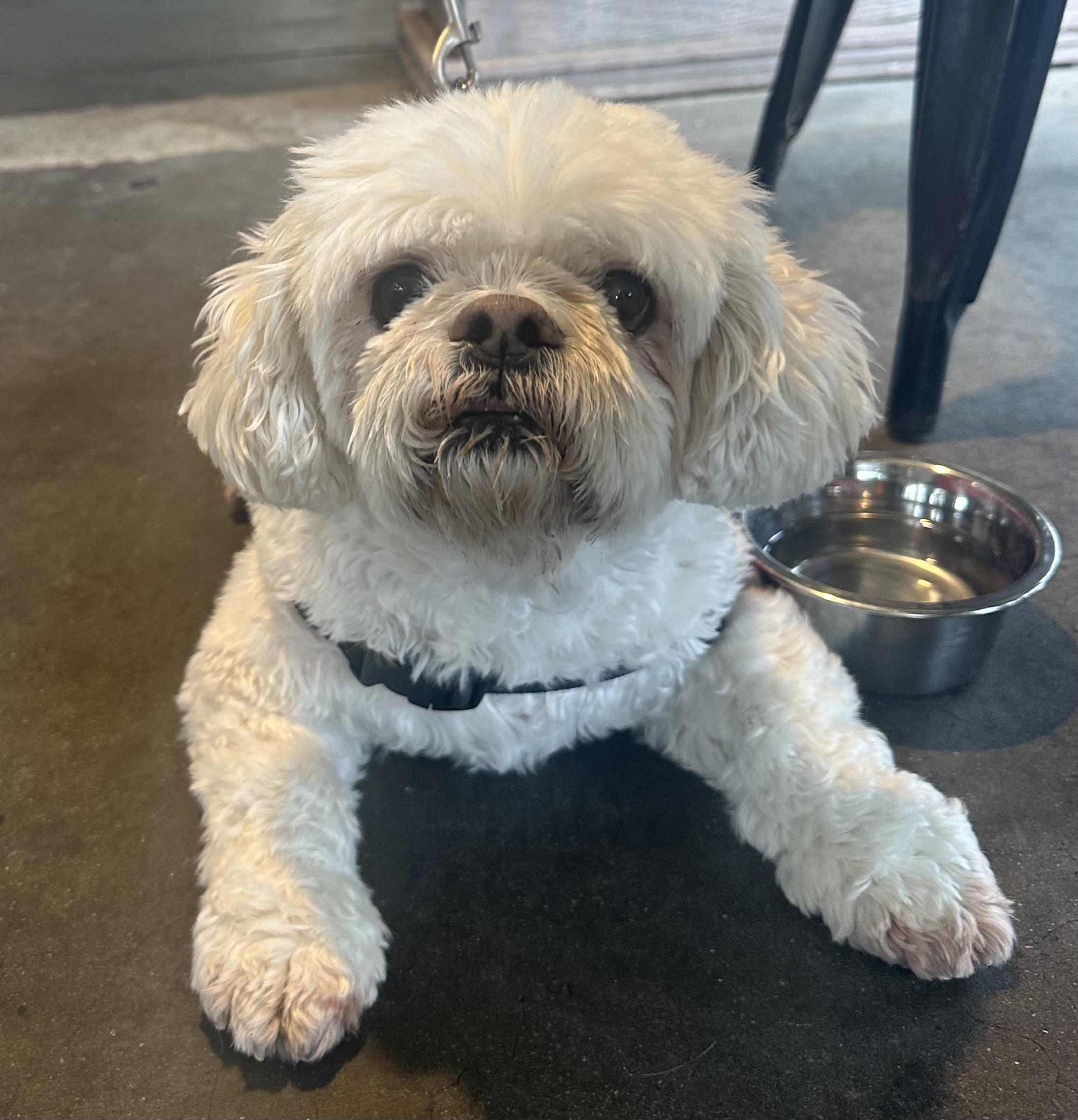 Enlarge Chubbs, a Adoptable mixed breed in Camarillo, CA image 4/5