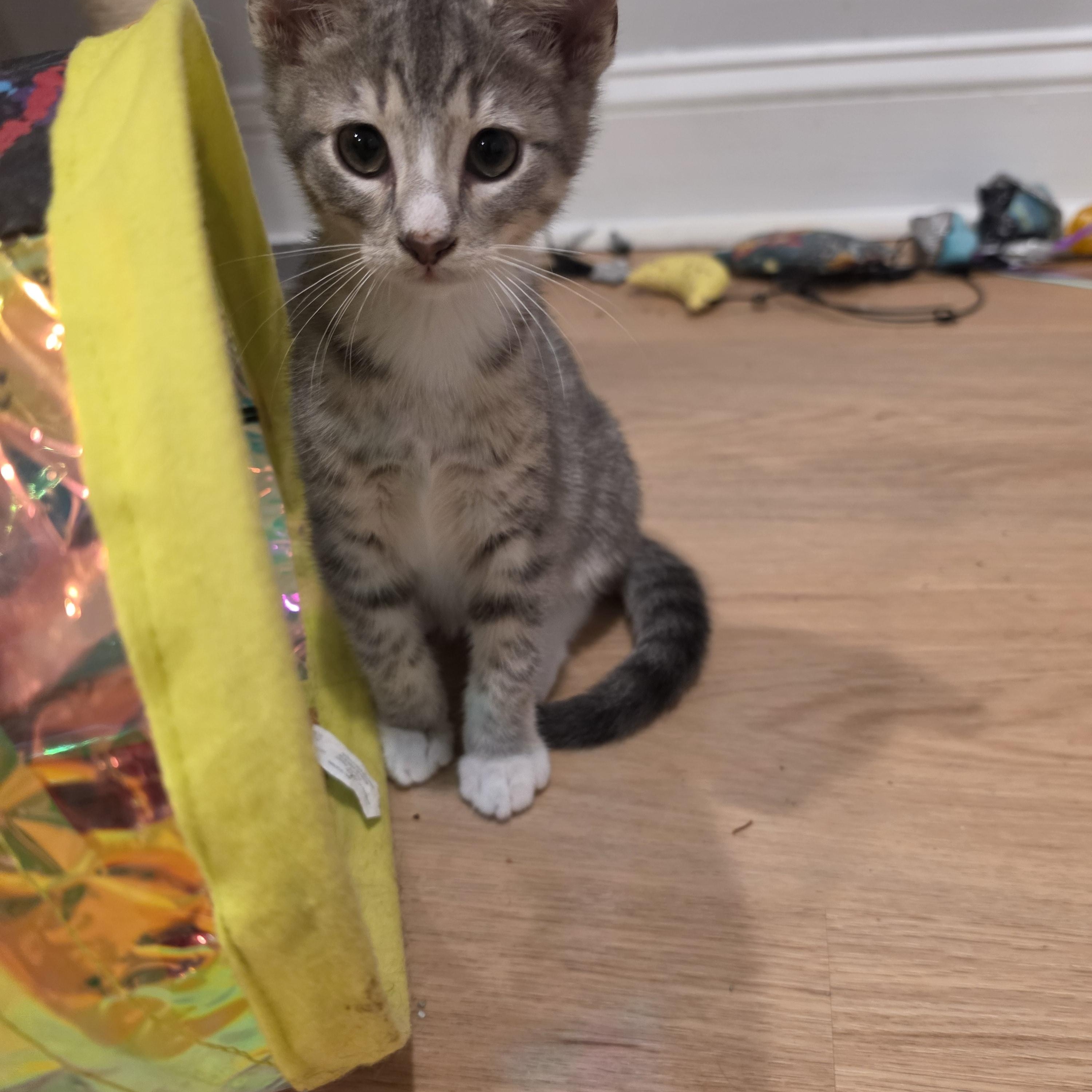 Enlarge Kobe, a ADOPTABLE Tabby in Lawrenceville, GA image 2/4