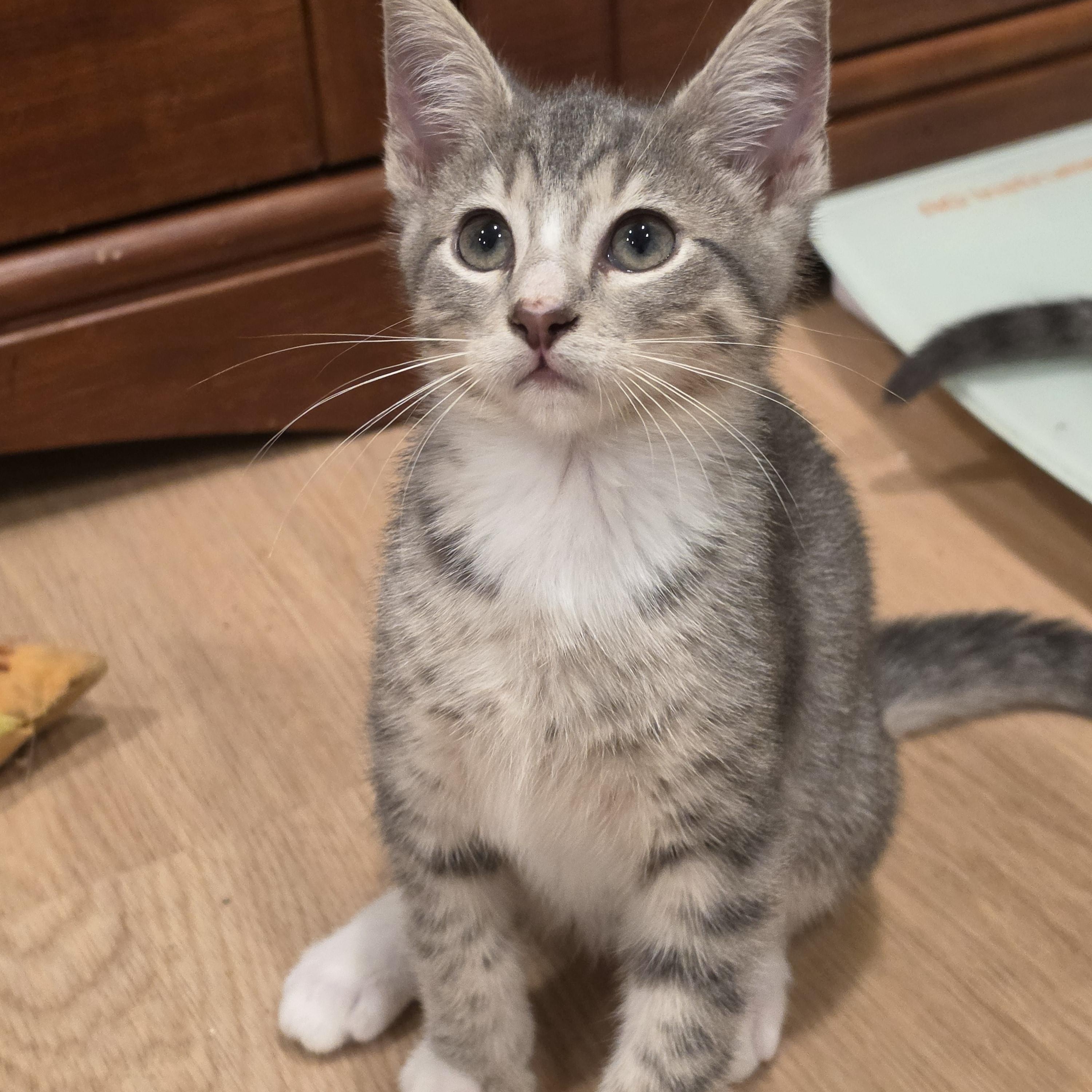Kobe, ADOPTABLE, Kitten Male Tabby.