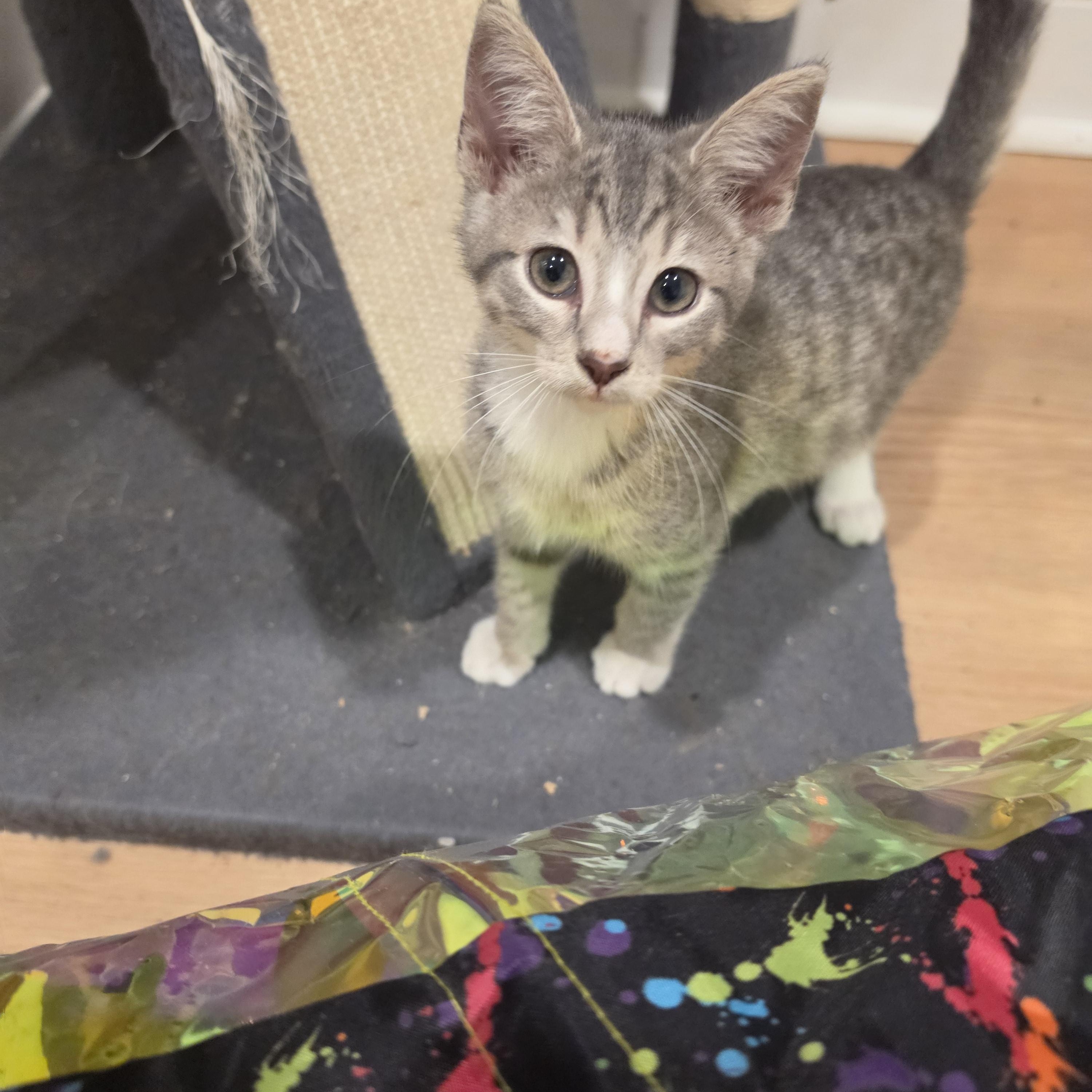 Enlarge Kobe, a ADOPTABLE Tabby in Lawrenceville, GA image 3/4