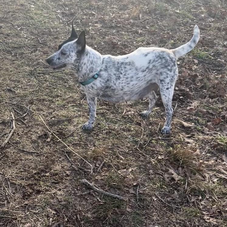 Belle Starr (Mom of the Outlaw Gang), Adoptable, Young Female Australian Cattle Dog / Blue Heeler.