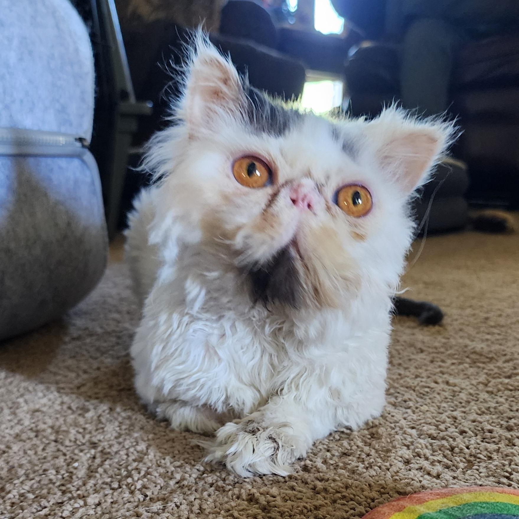 Rajah, an adoptable Persian in Warr Acres, OK, 73132 | Photo Image 2