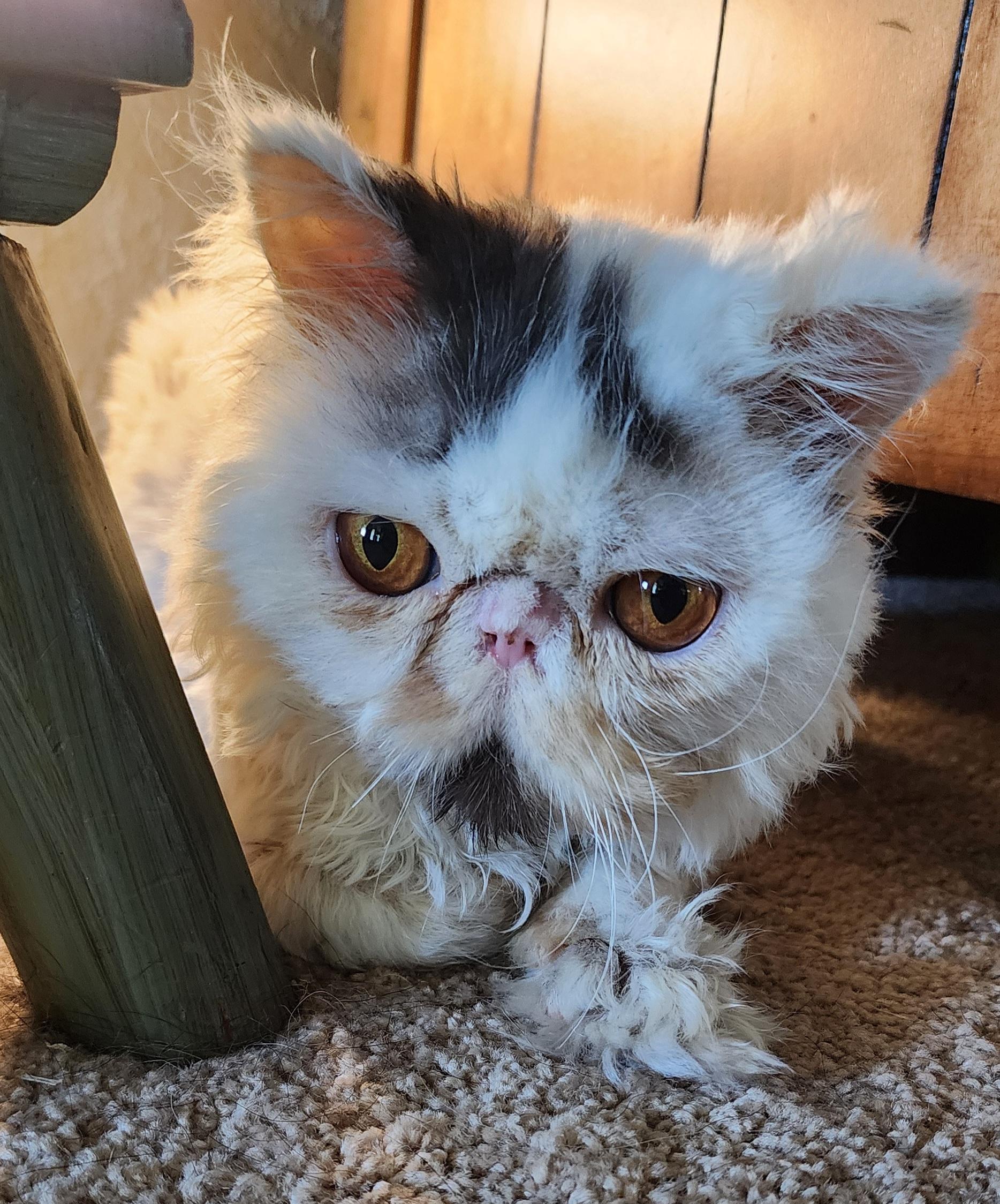 Rajah, an adoptable Persian in Warr Acres, OK, 73132 | Photo Image 3