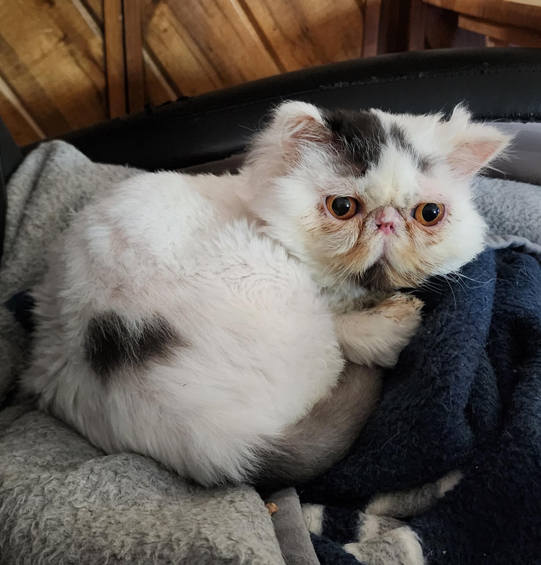 Rajah, an adoptable Persian in Warr Acres, OK, 73132 | Photo Image 4