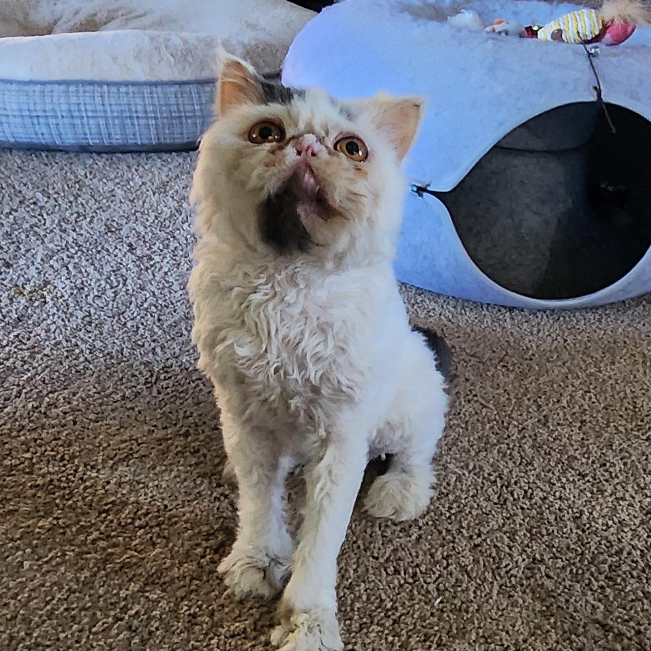 Rajah, an adoptable Persian in Warr Acres, OK, 73132 | Photo Image 5