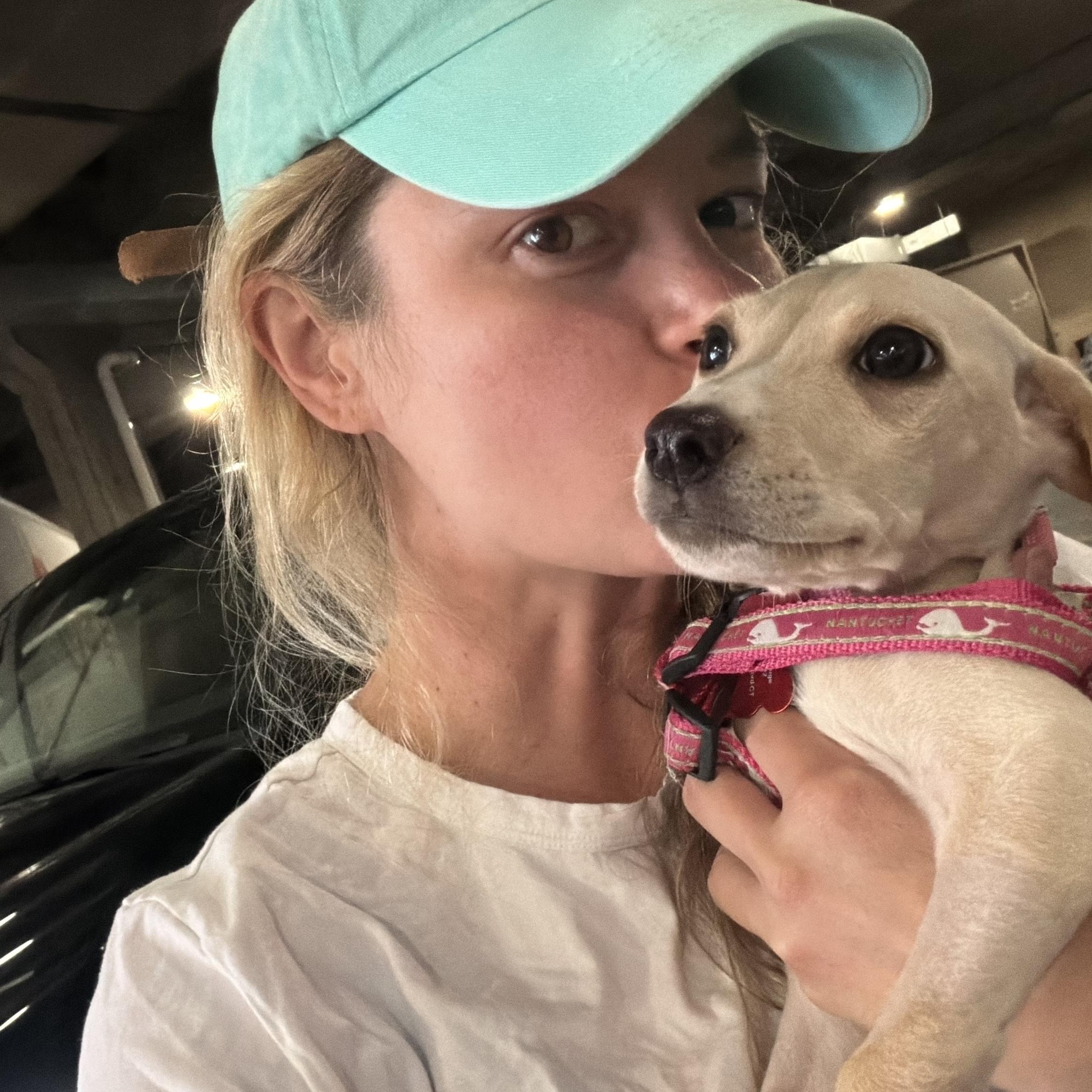 Blondie, a ADOPTABLE mixed breed in Stamford, CT image 6/6
