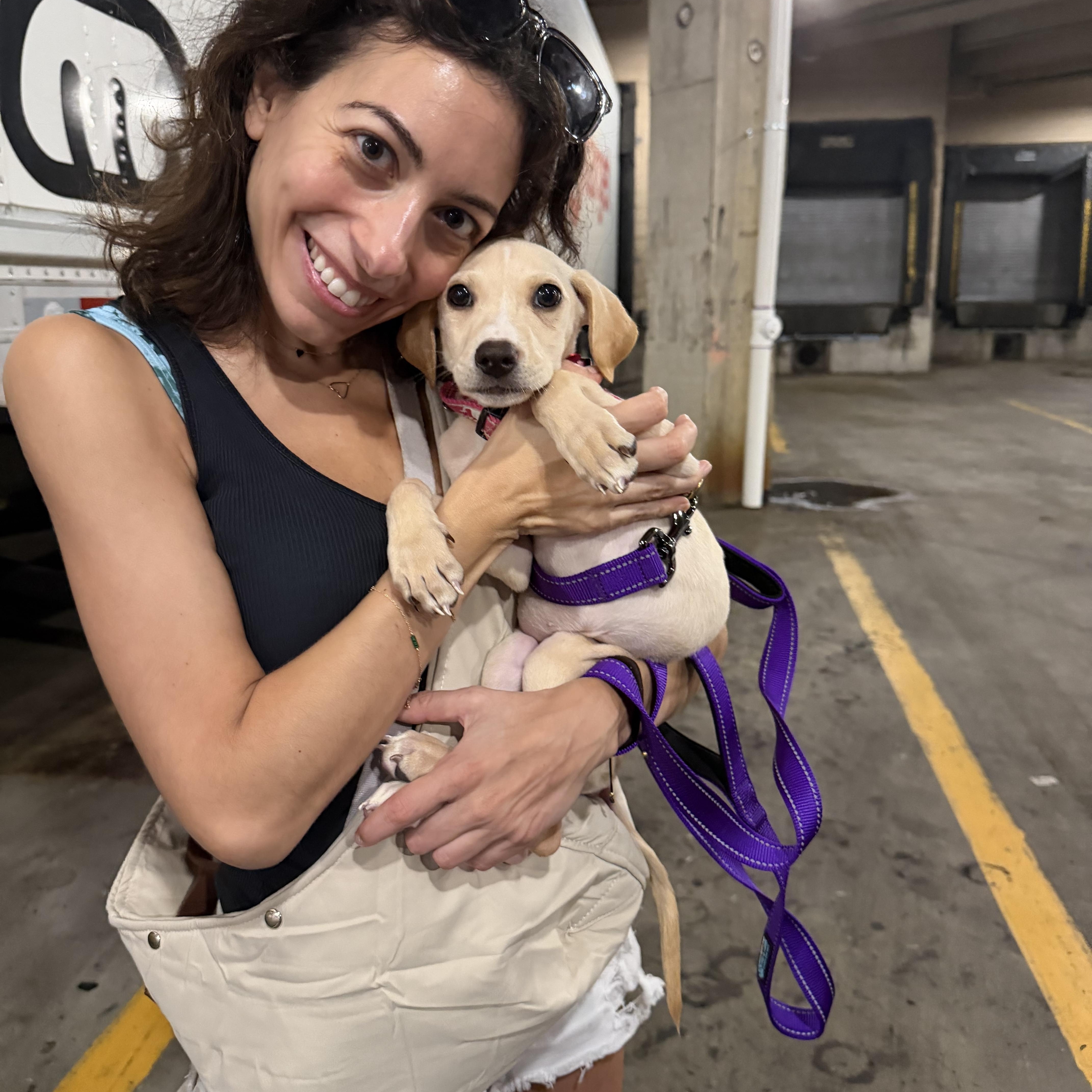 Blondie, a ADOPTABLE mixed breed in Stamford, CT image 2/6