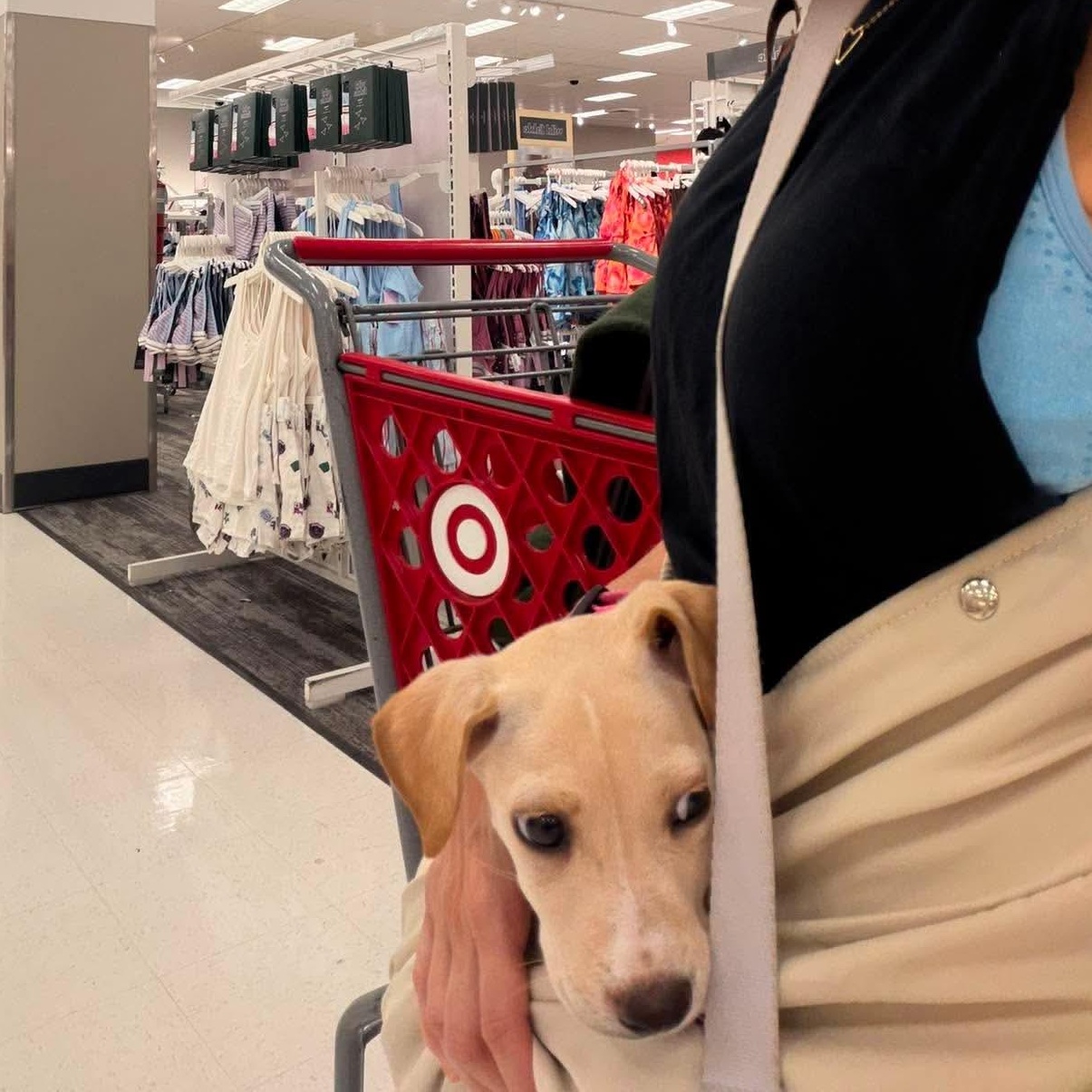 Blondie, a ADOPTABLE mixed breed in Stamford, CT image 5/6