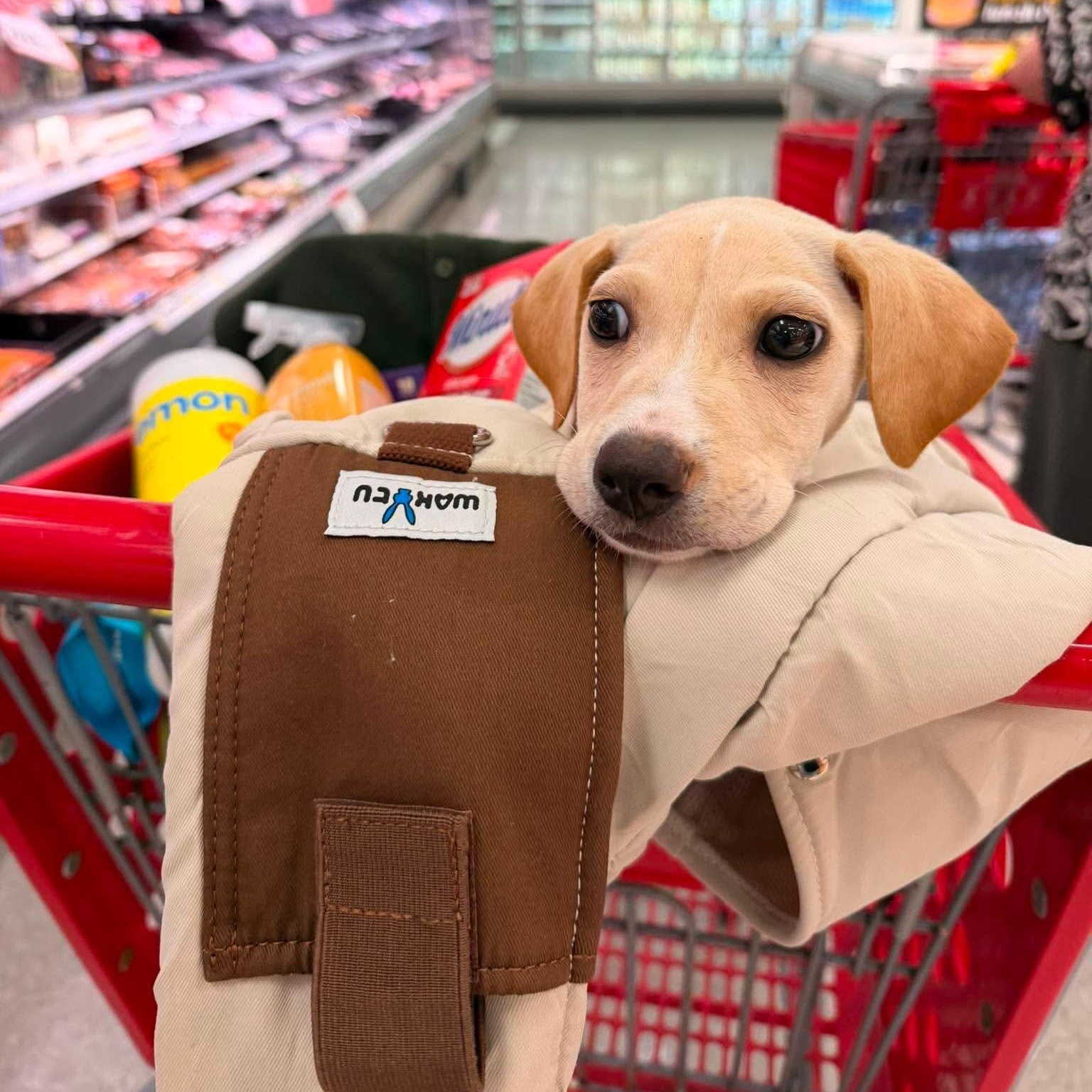 Blondie, ADOPTABLE, Puppy Female Yellow Labrador Retriever.