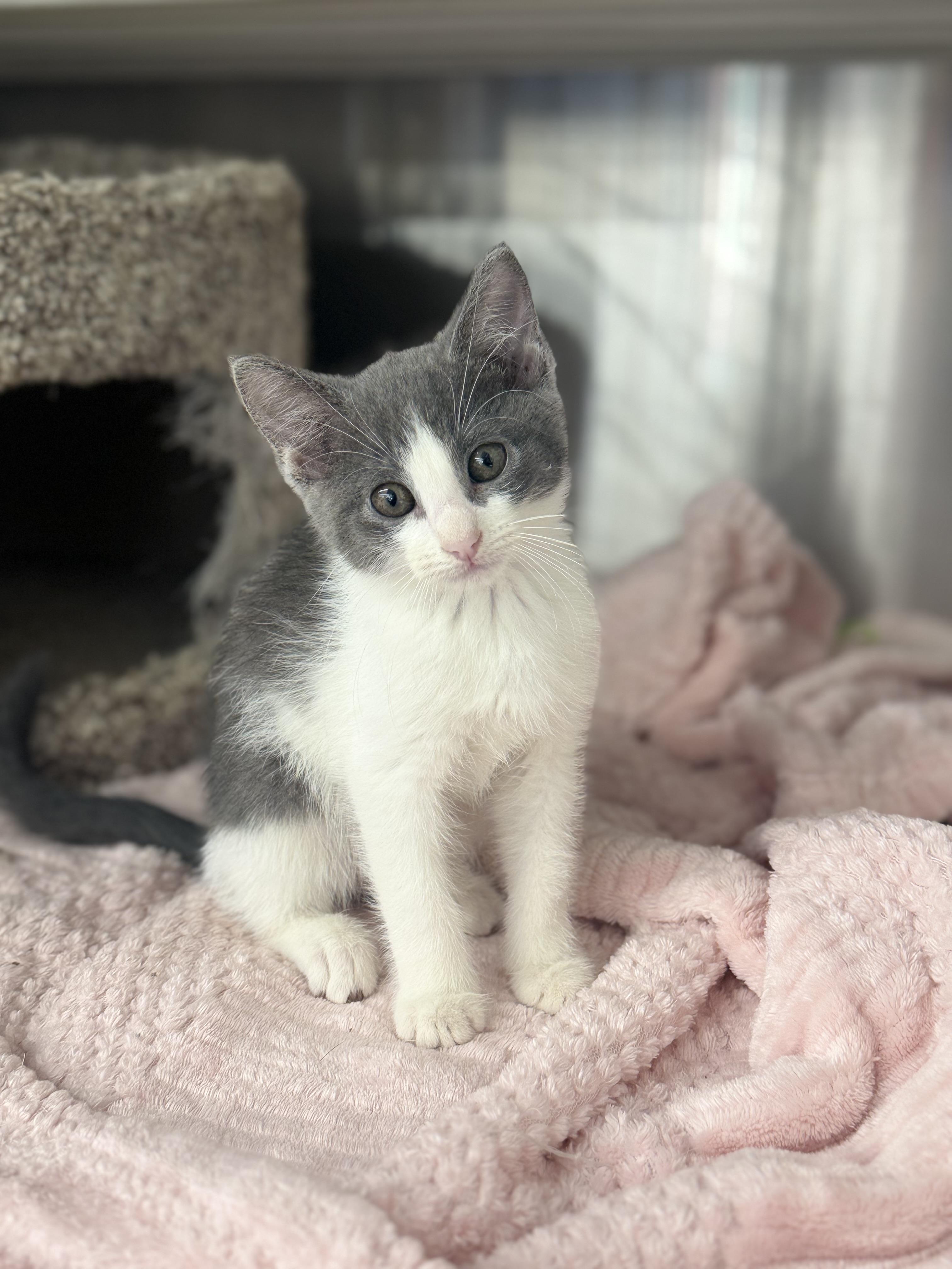 Wanda, a ADOPTABLE Domestic Short Hair in Magnolia, TX image 2/2