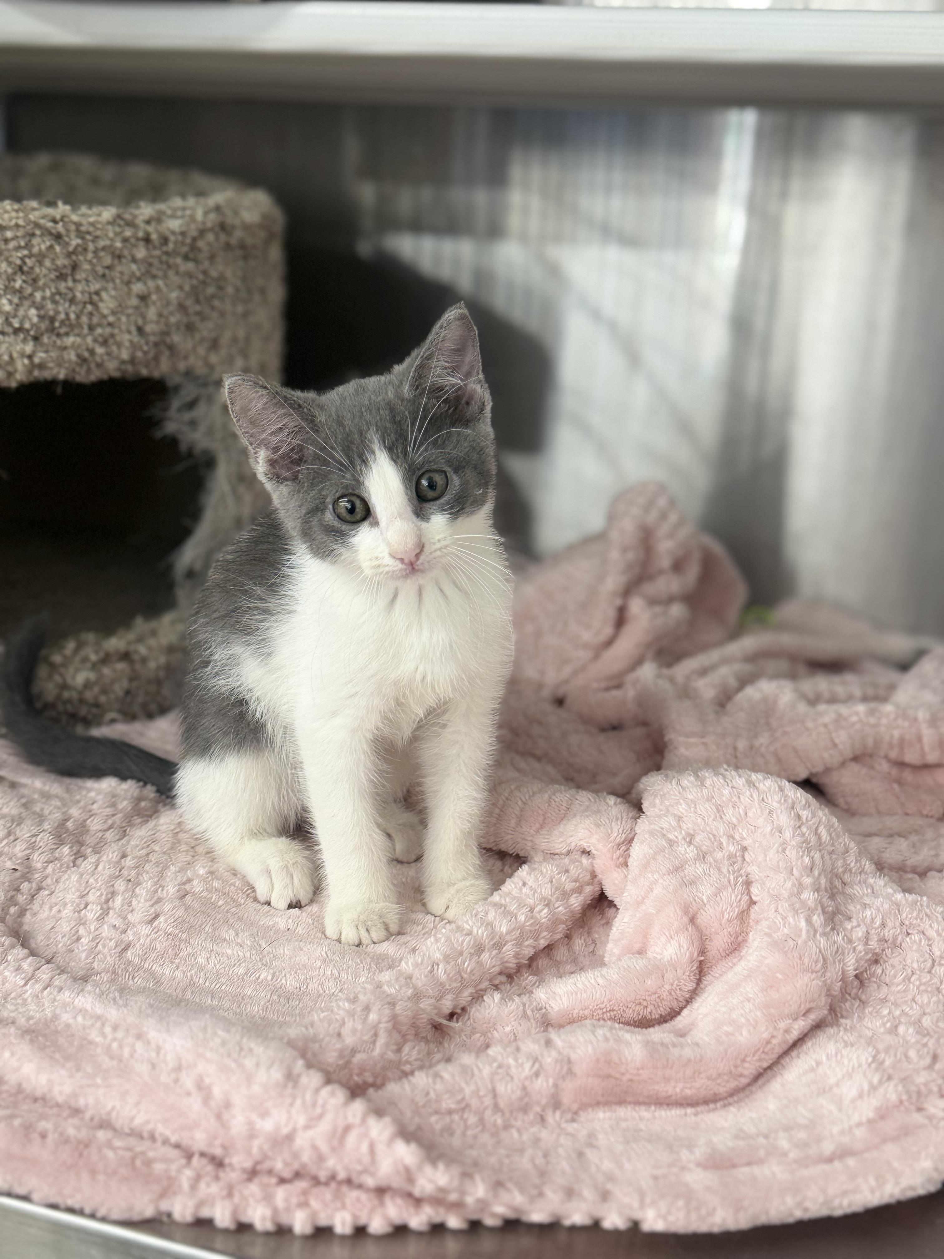 Wanda, ADOPTABLE, Kitten Female Domestic Short Hair.