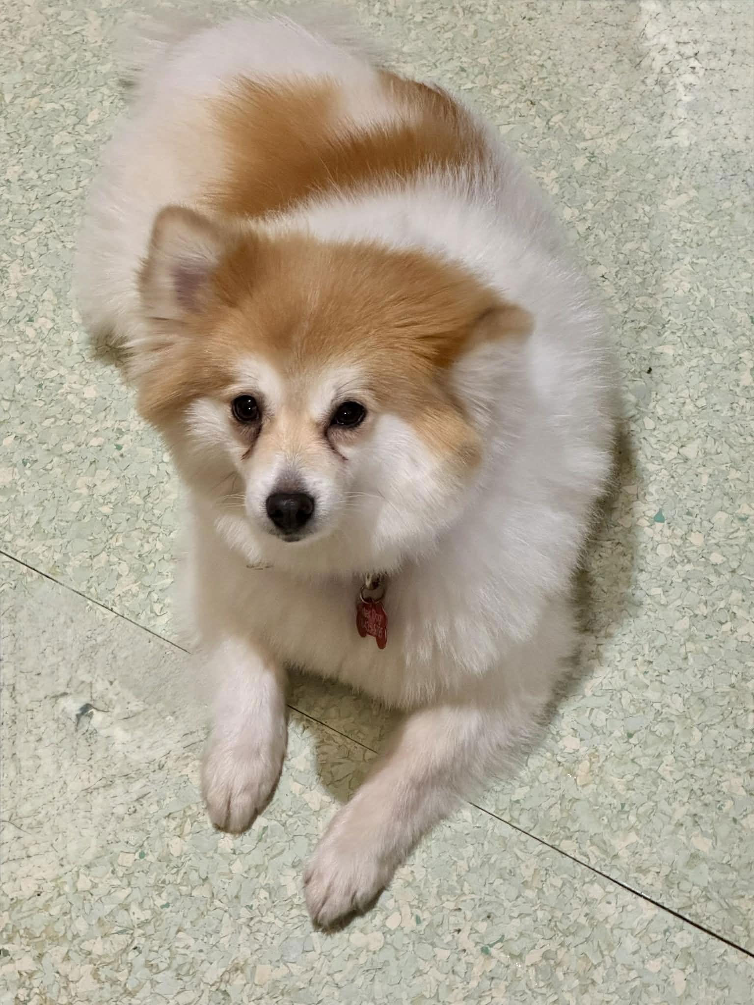 Evie, Adoptable, Adult Female Pomeranian & Husky.