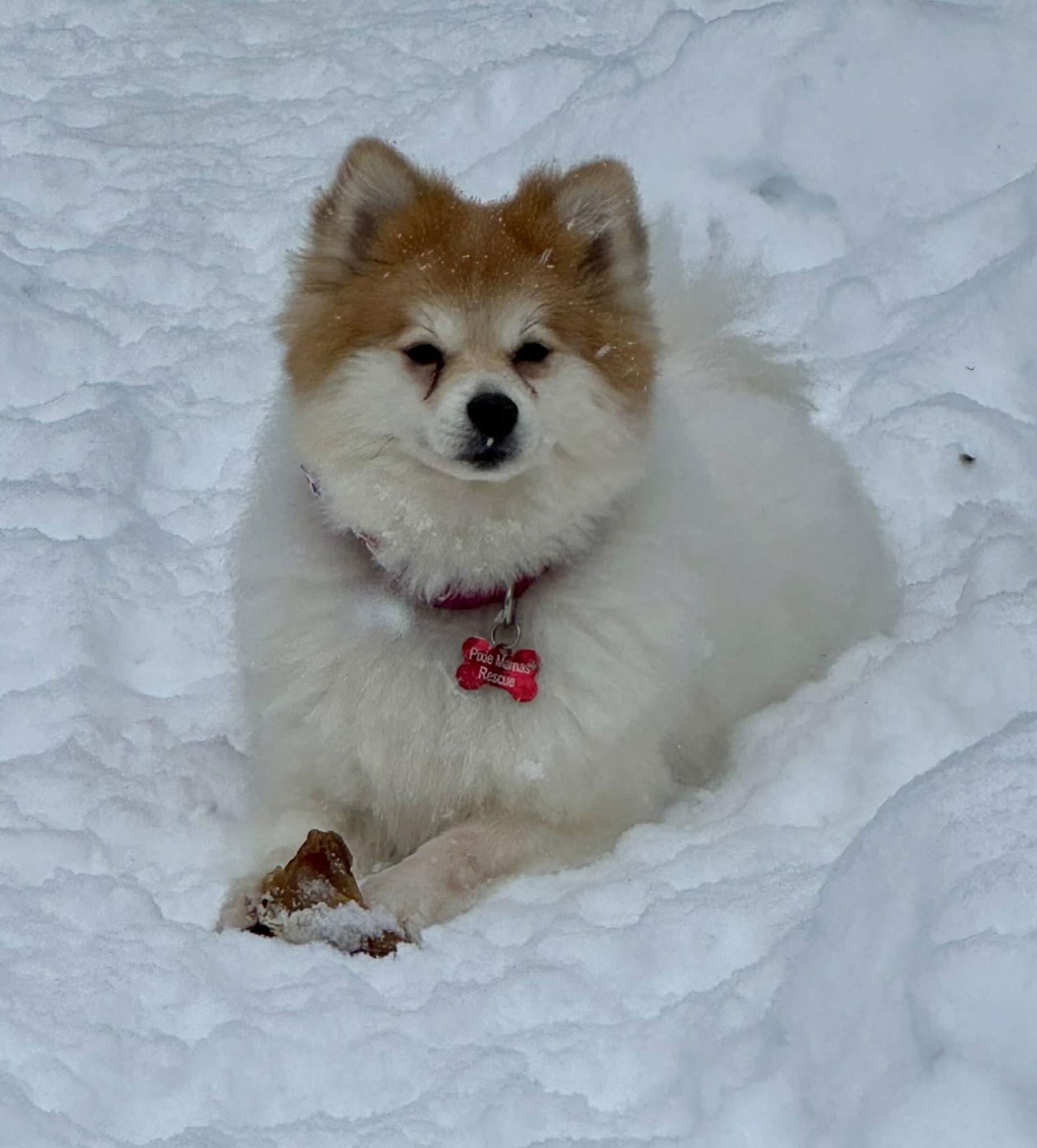 Enlarge Evie, a Adoptable mixed breed in Buffalo, NY image 2/3