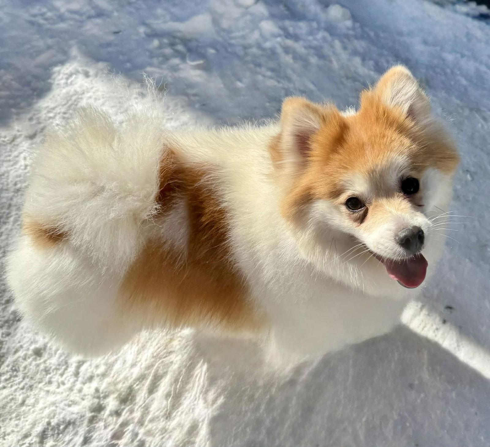 Enlarge Evie, a Adoptable mixed breed in Buffalo, NY image 3/3