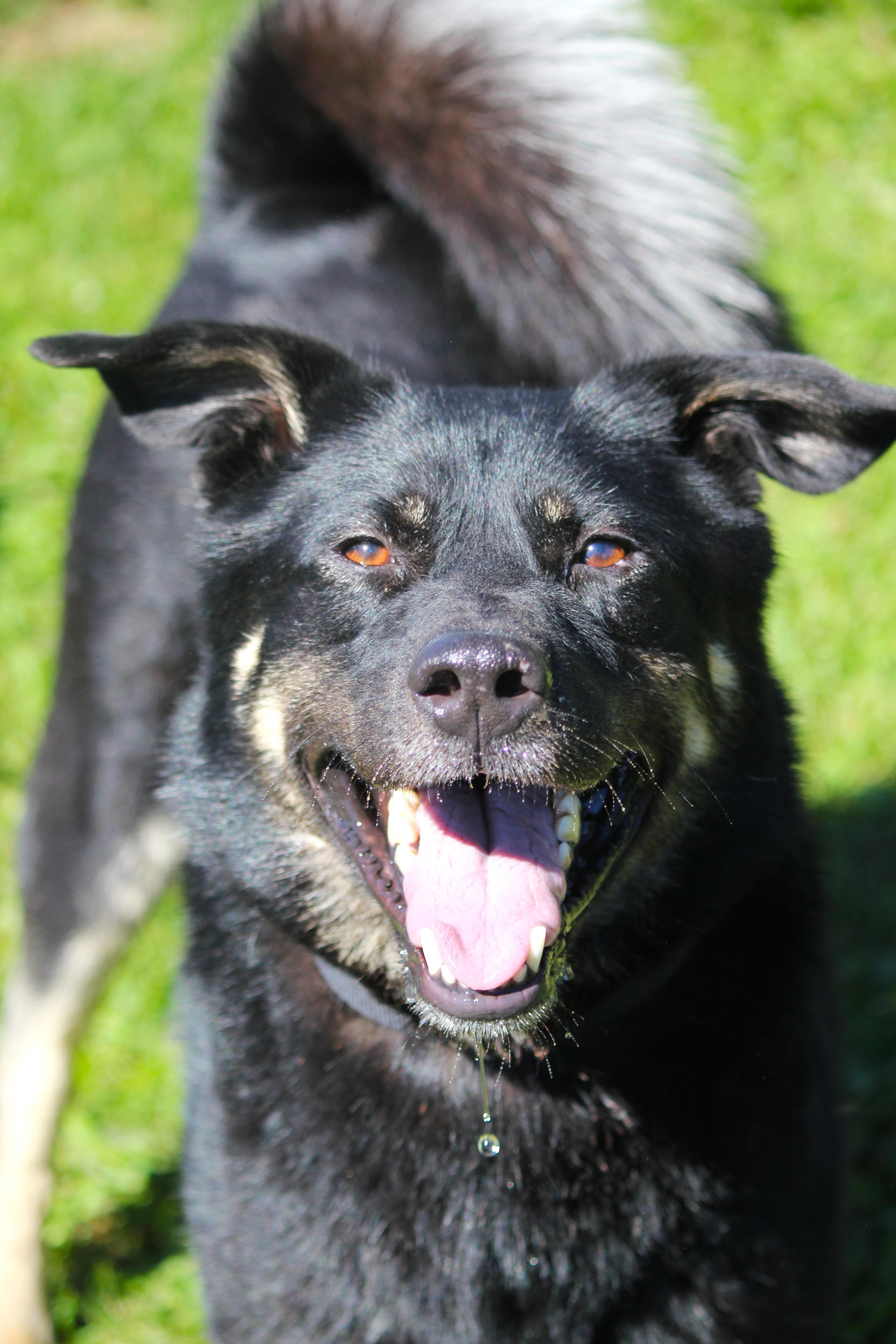 Enlarge Baxter, an adoptable mixed breed in Hayward, WI image 1/1