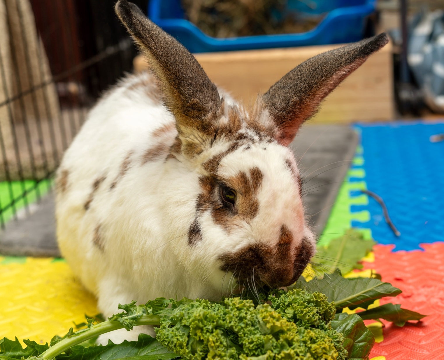 Rabbit for adoption Charlotte, a Flemish Giant & Checkered Giant Mix